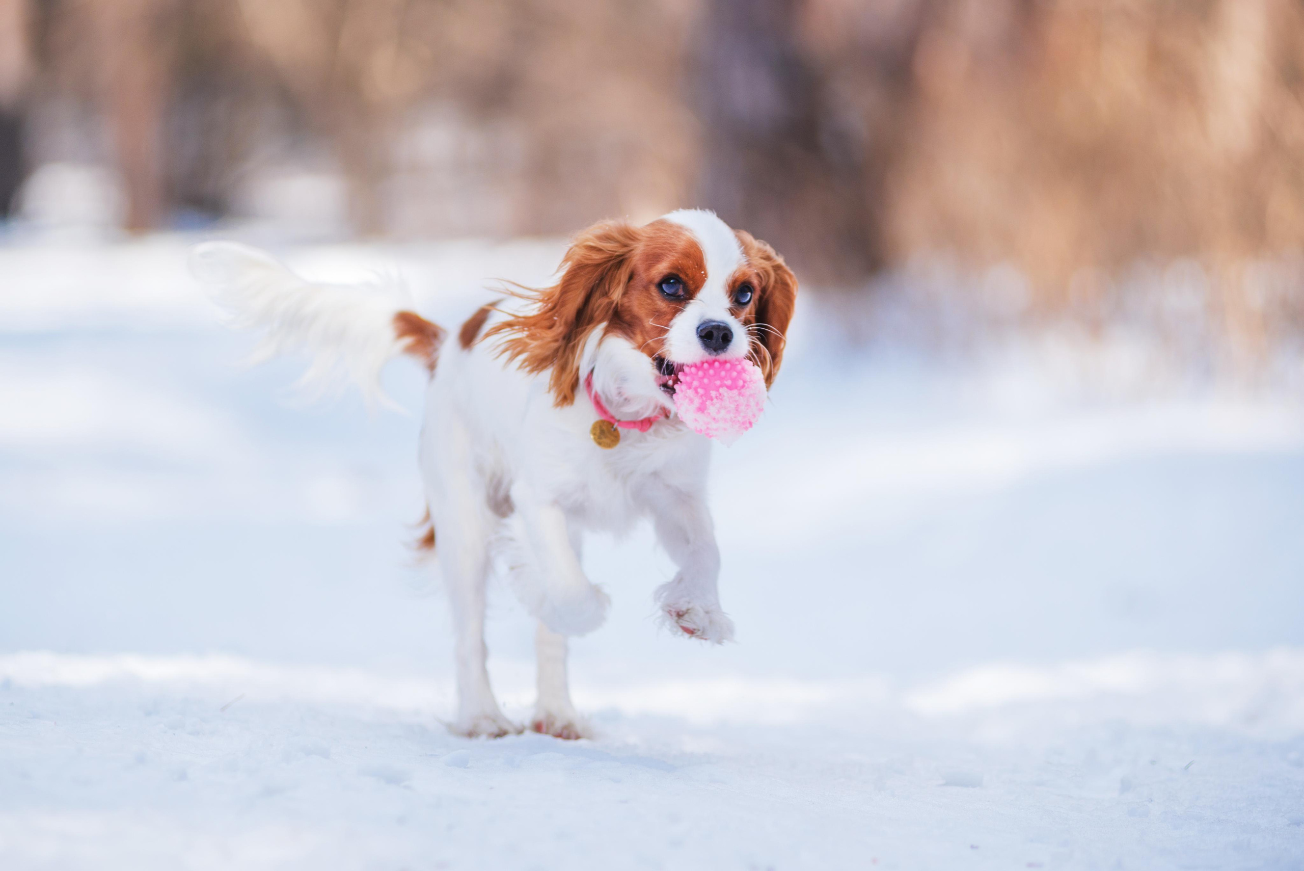 Весенний кавалер Лола. Дог-фотограф в Тюмени Александра Королева