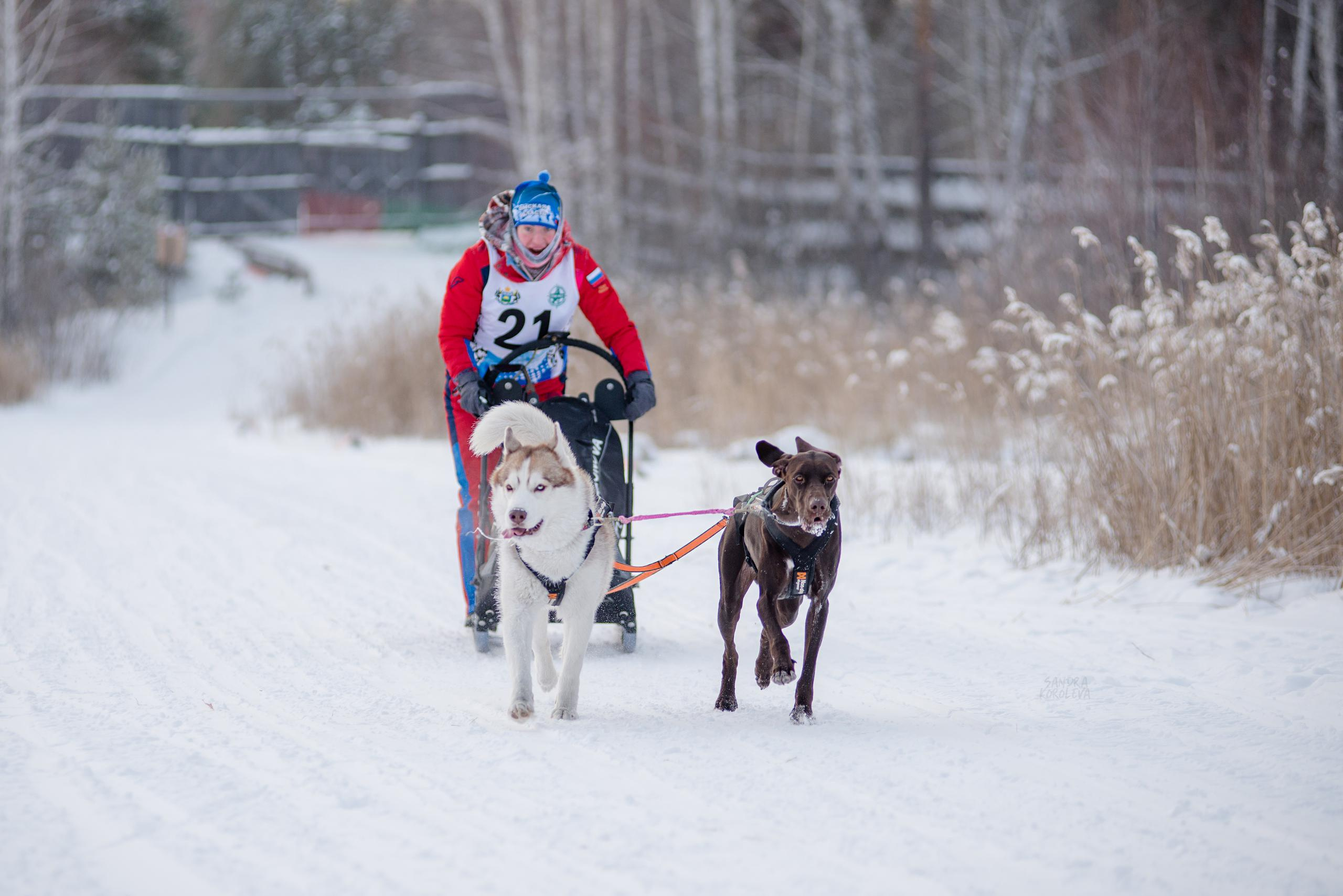 Рождественская гонка на Пруду Лесном 10.01.2021. Дог-фотограф в Тюмени Александра Королева