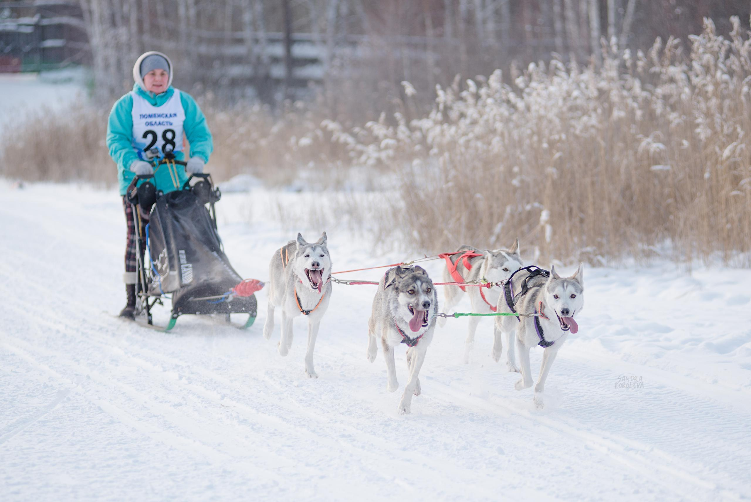 Рождественская гонка на Пруду Лесном 10.01.2021. Дог-фотограф в Тюмени Александра Королева