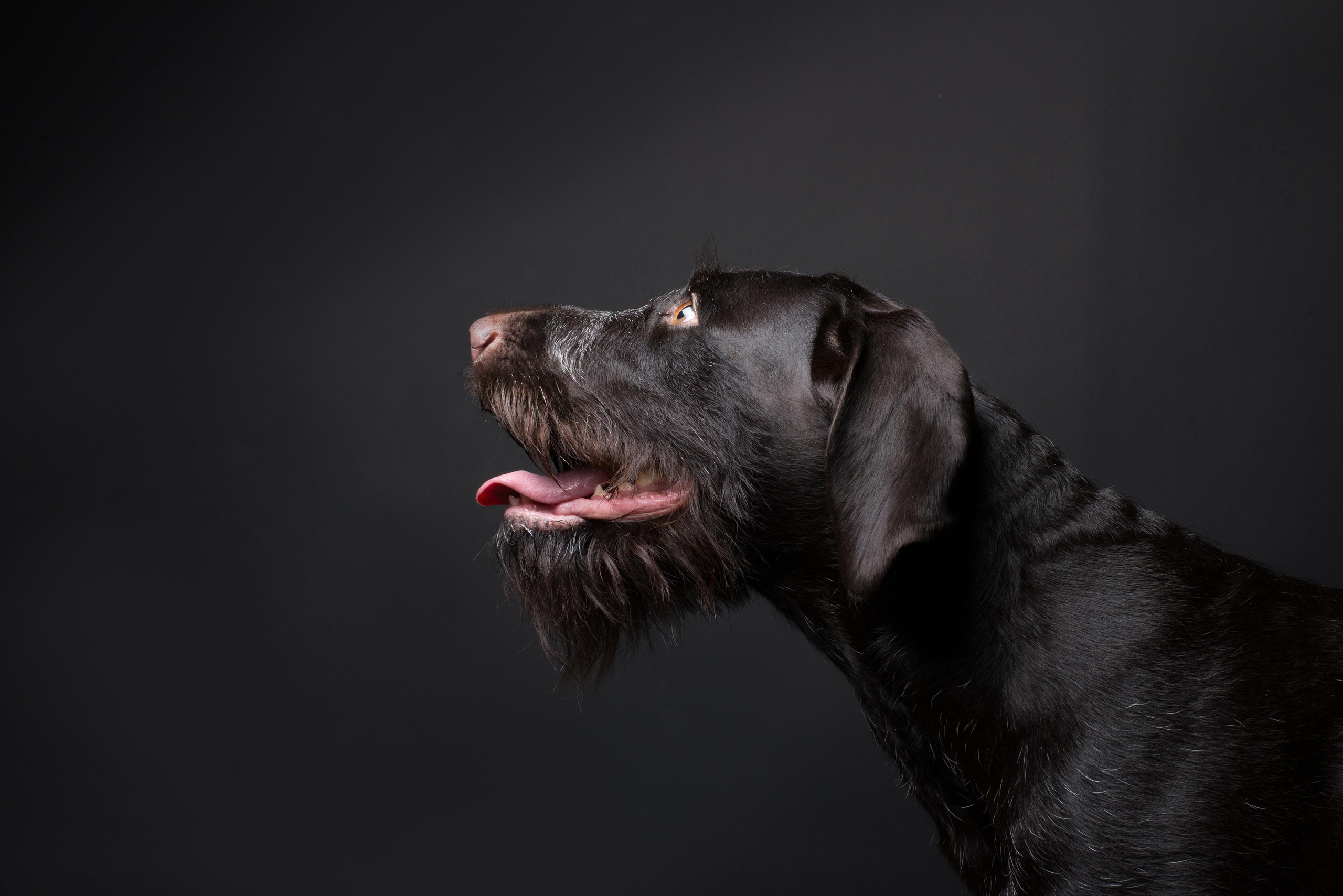 Black with dog. Дог-фотограф в Тюмени Александра Королева