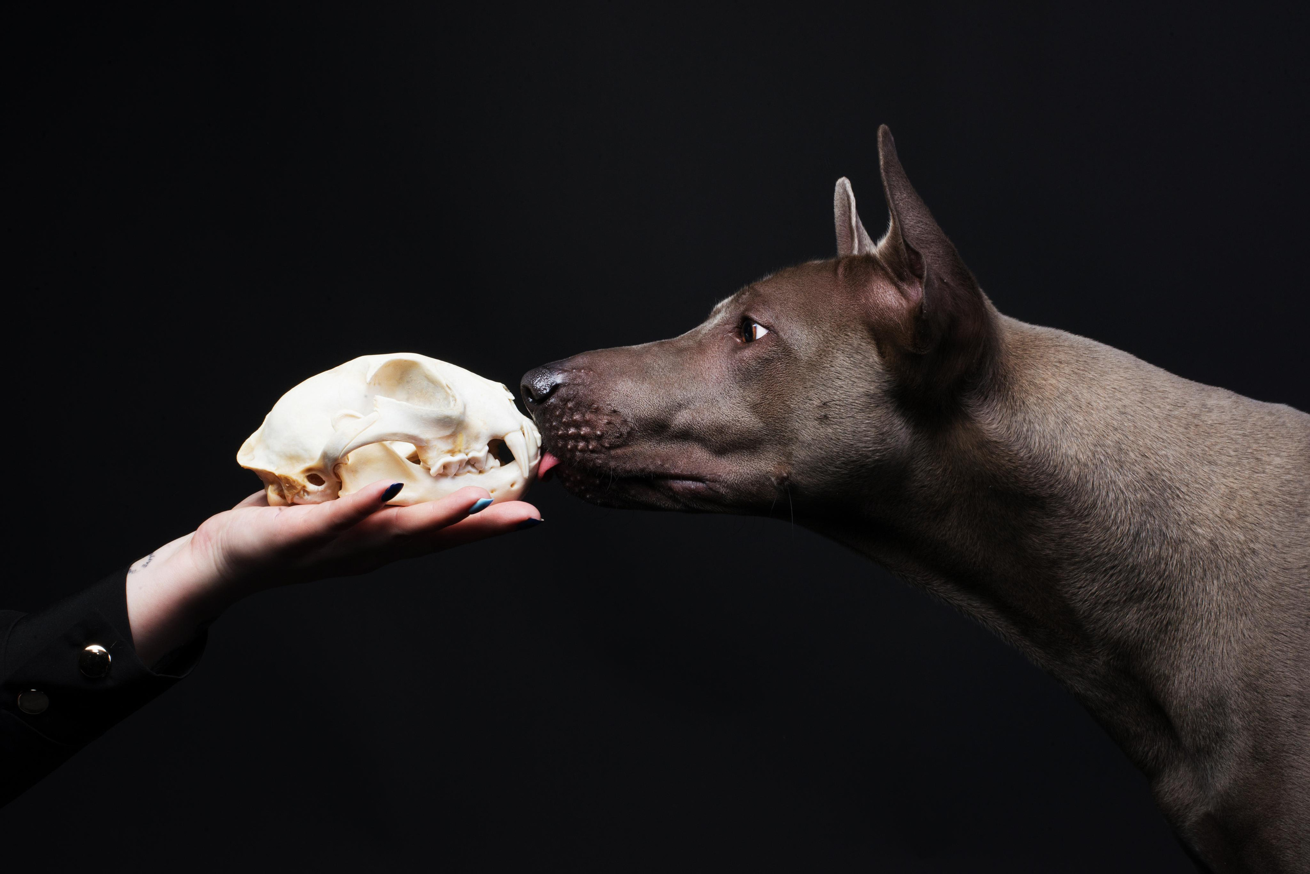 Black with dog. Дог-фотограф в Тюмени Александра Королева