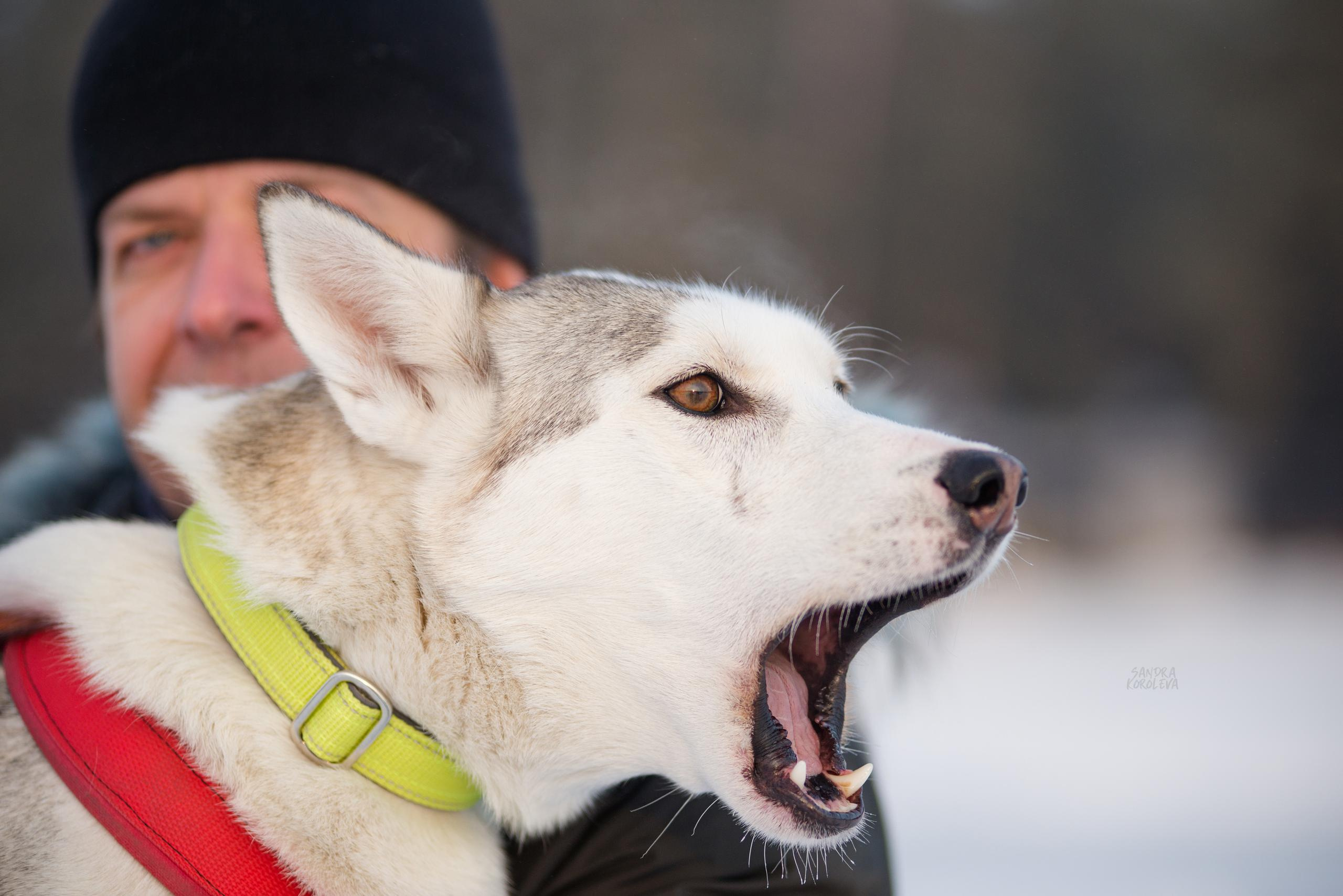 Рождественская гонка на Пруду Лесном 10.01.2021. Дог-фотограф в Тюмени Александра Королева