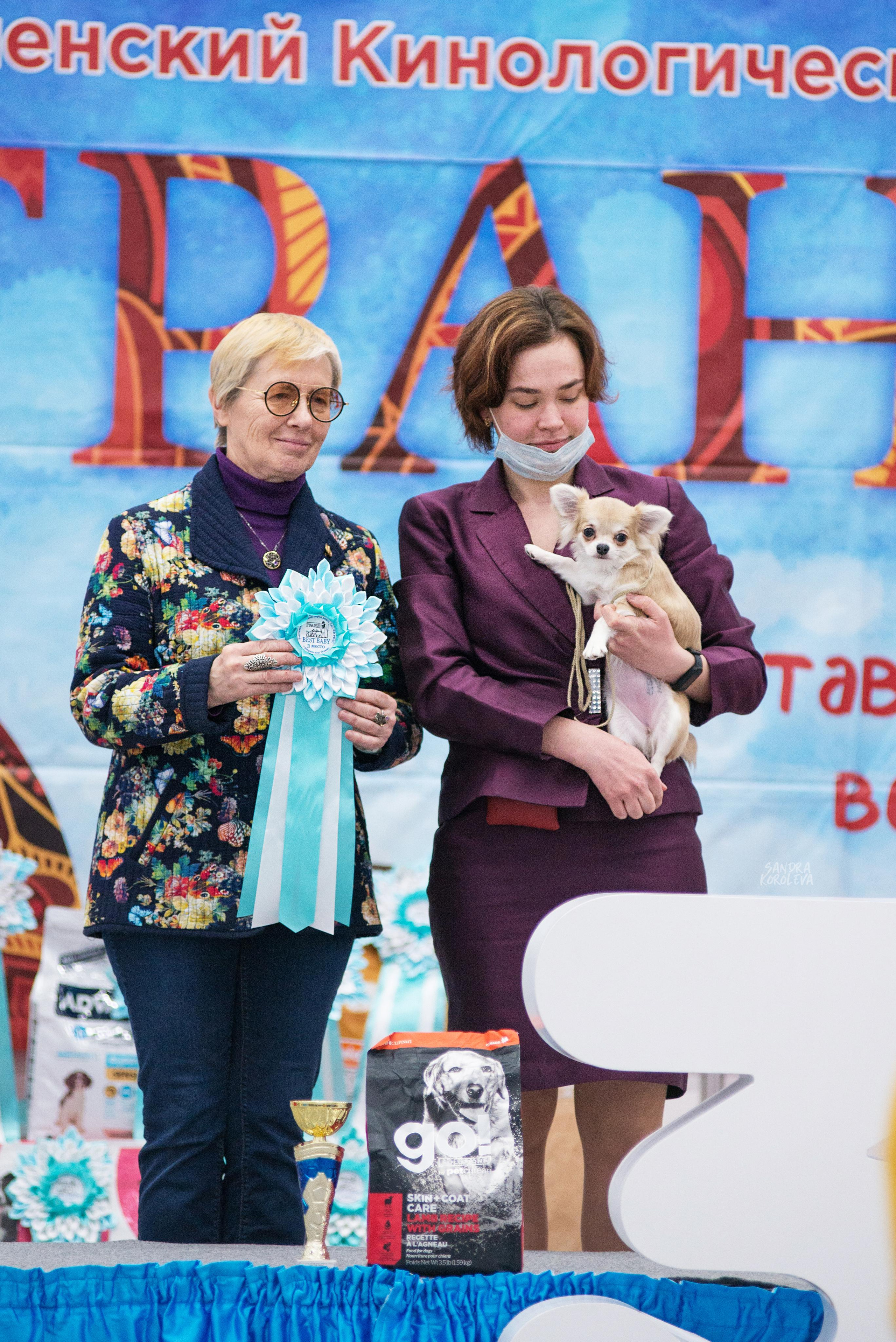 Выставка собак г. Тюмень 07.02.2020. Дог-фотограф в Тюмени Александра Королева