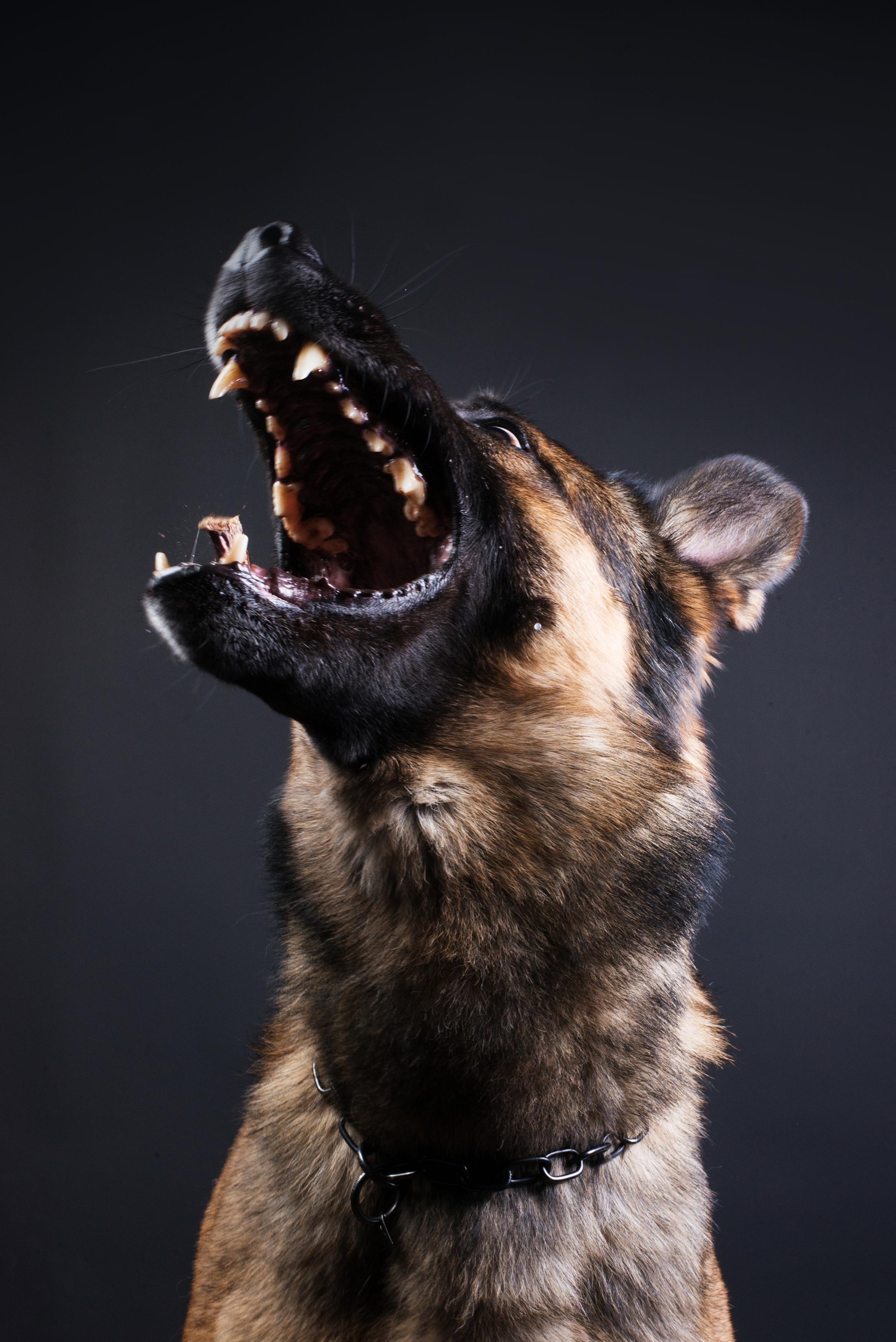 Black with dog. Дог-фотограф в Тюмени Александра Королева