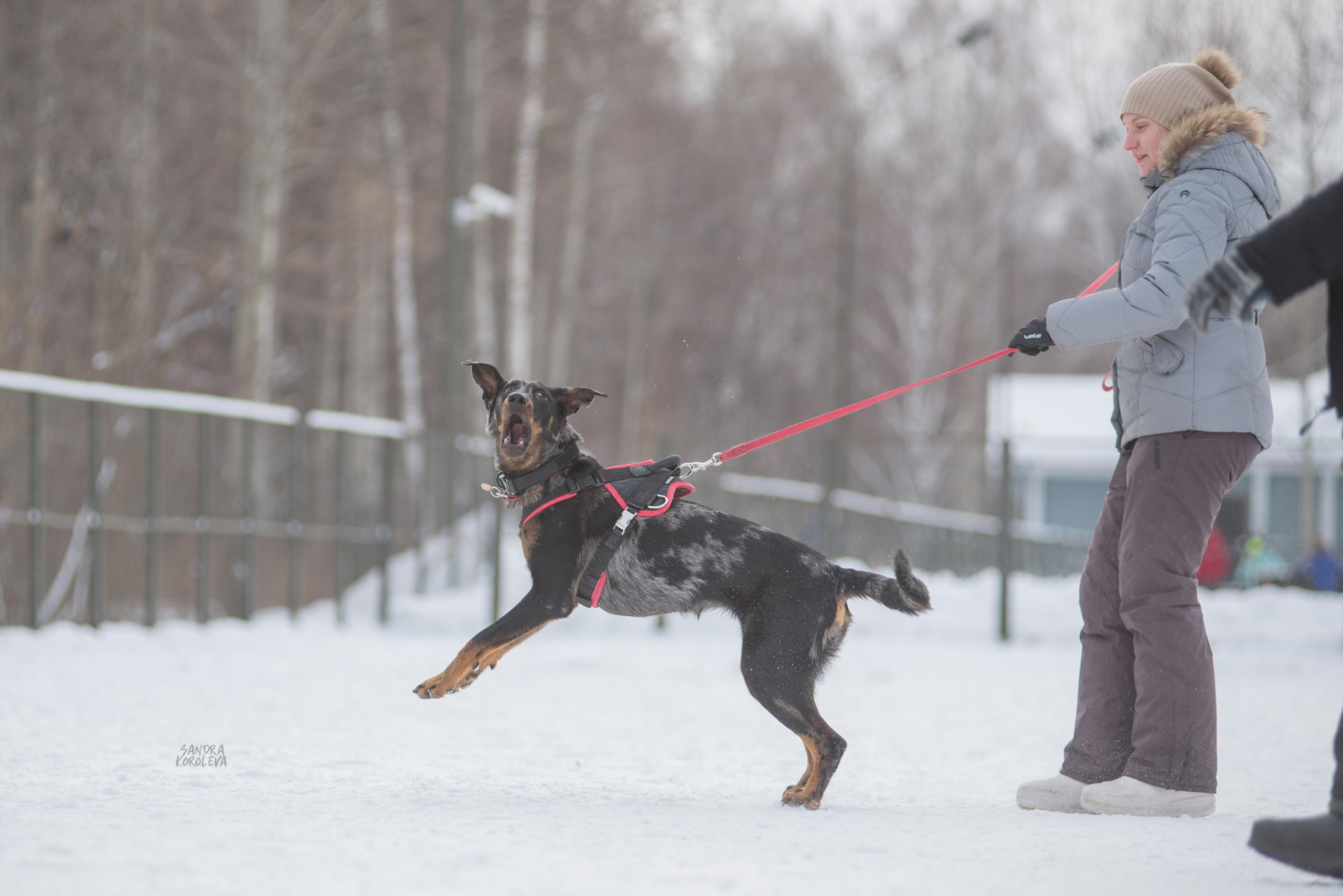 Тренинг с Сергеем Усковым 16-17.01.2021. Дог-фотограф в Тюмени Александра Королева
