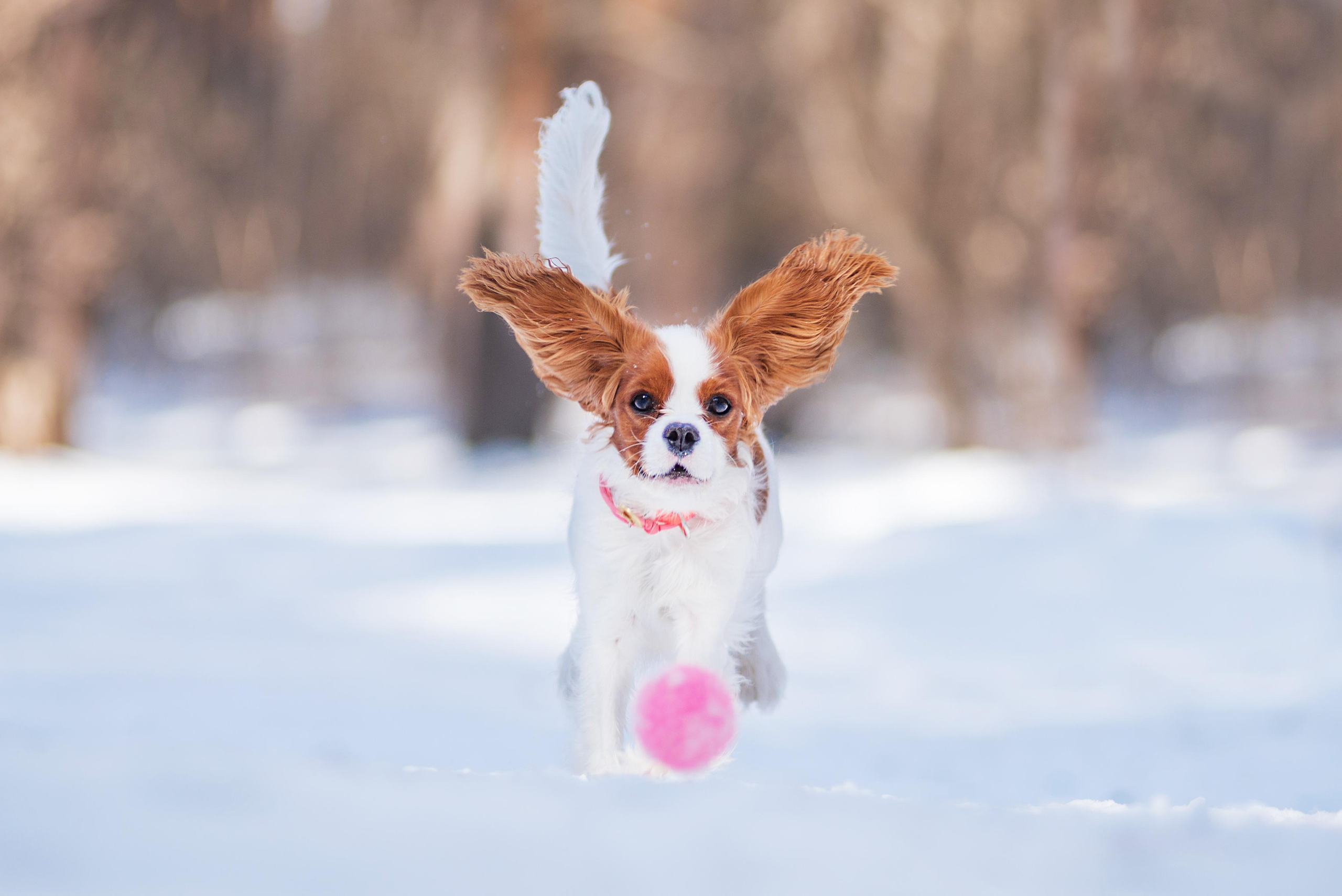 Весенний кавалер Лола. Дог-фотограф в Тюмени Александра Королева