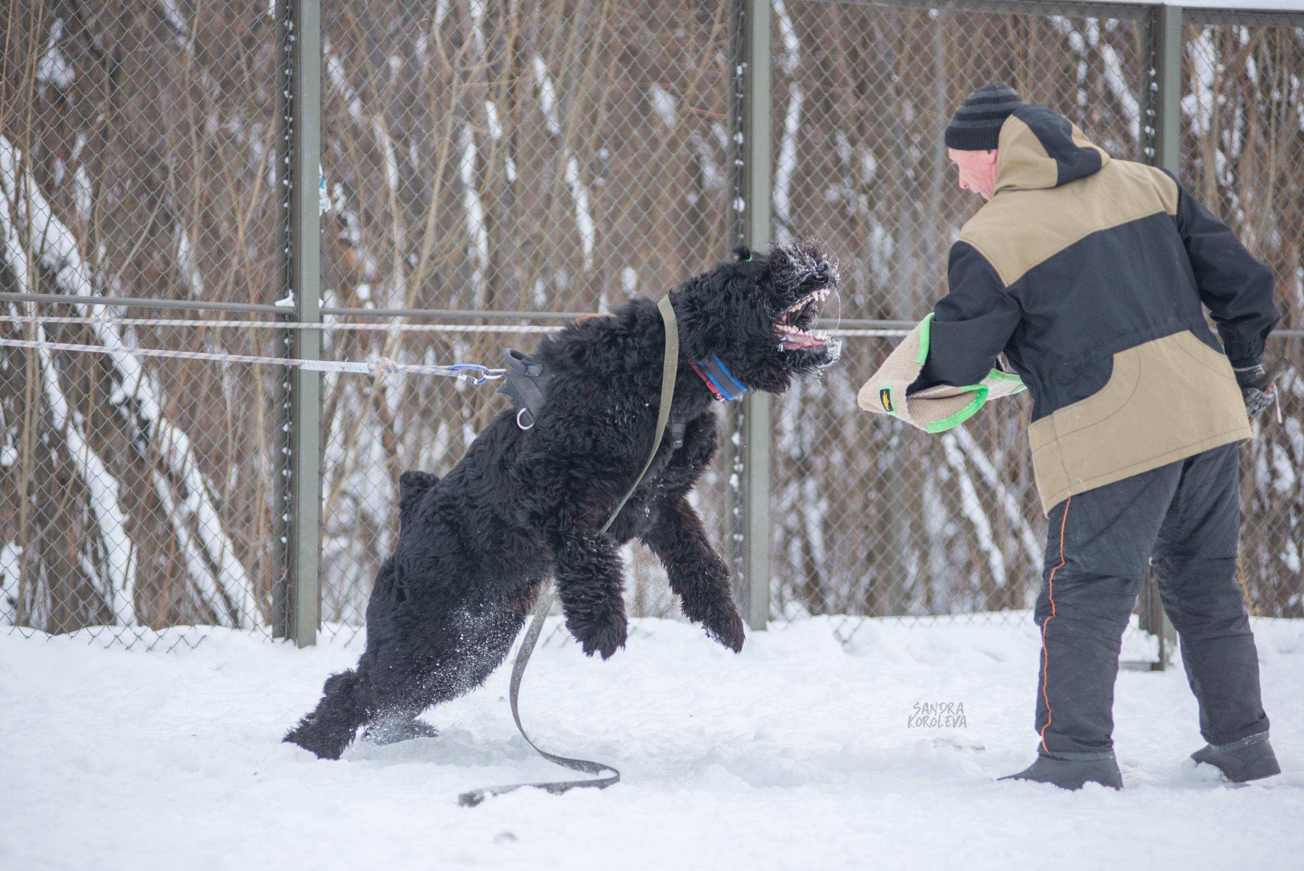 Тренинг с Сергеем Усковым 16-17.01.2021. Дог-фотограф в Тюмени Александра Королева