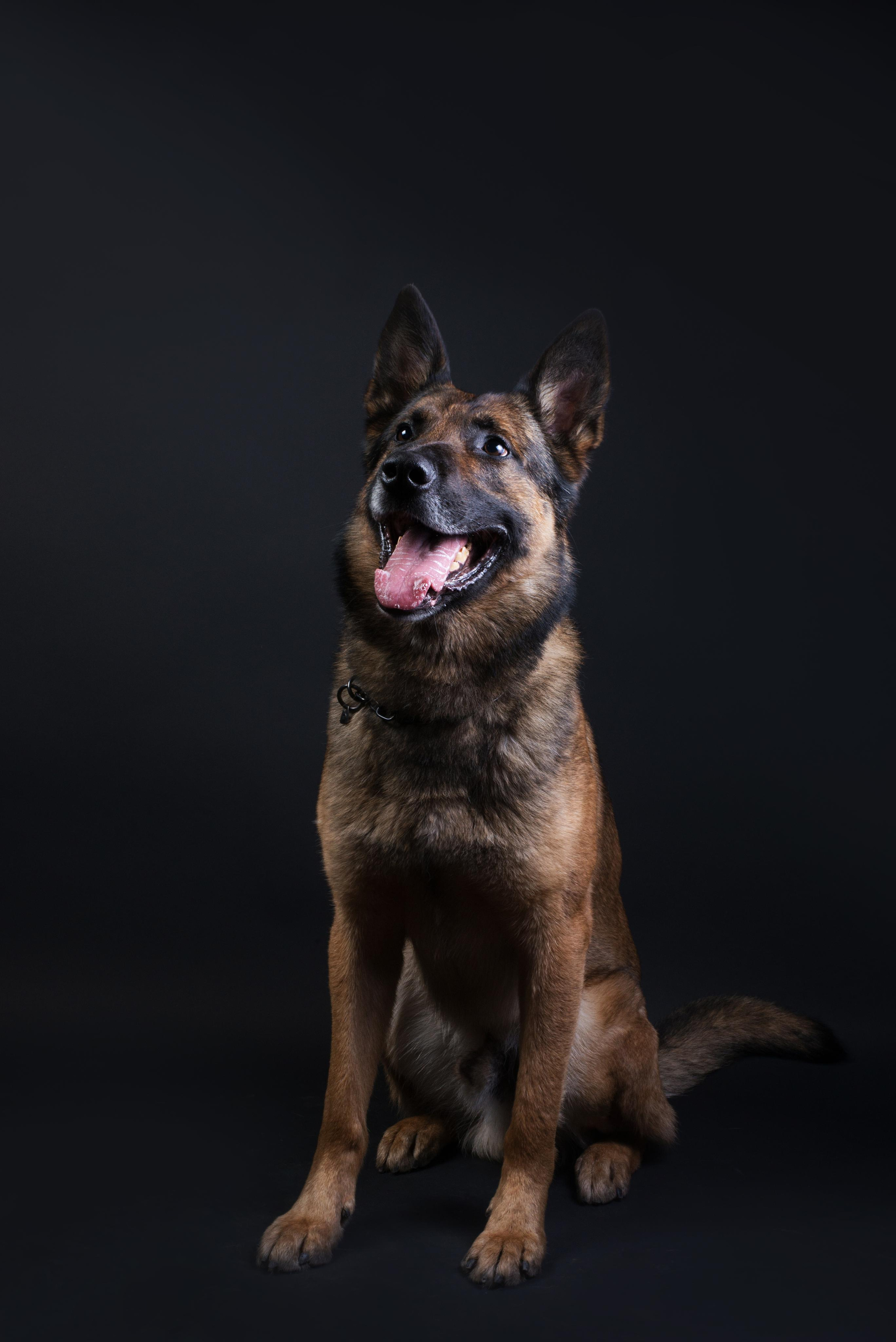 Black with dog. Дог-фотограф в Тюмени Александра Королева