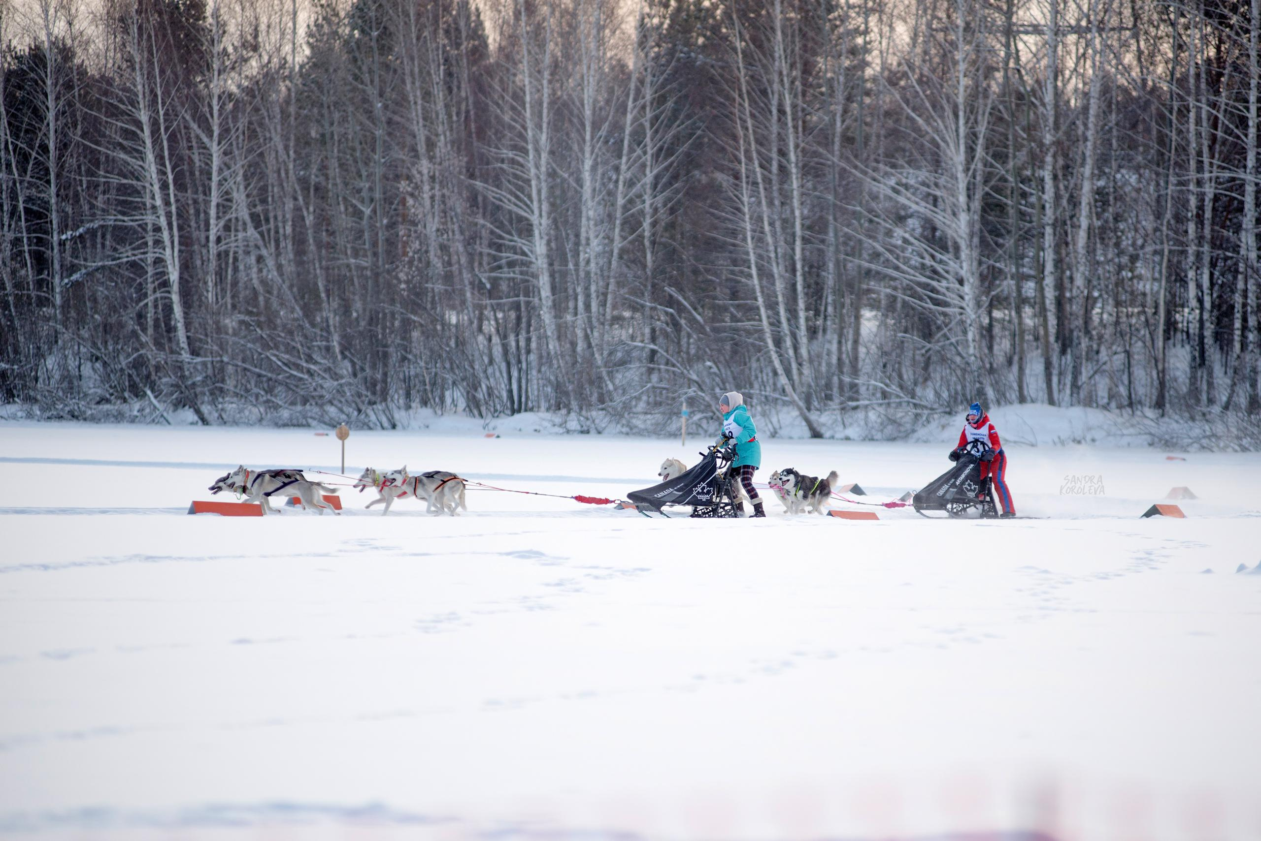 Рождественская гонка на Пруду Лесном 10.01.2021. Дог-фотограф в Тюмени Александра Королева
