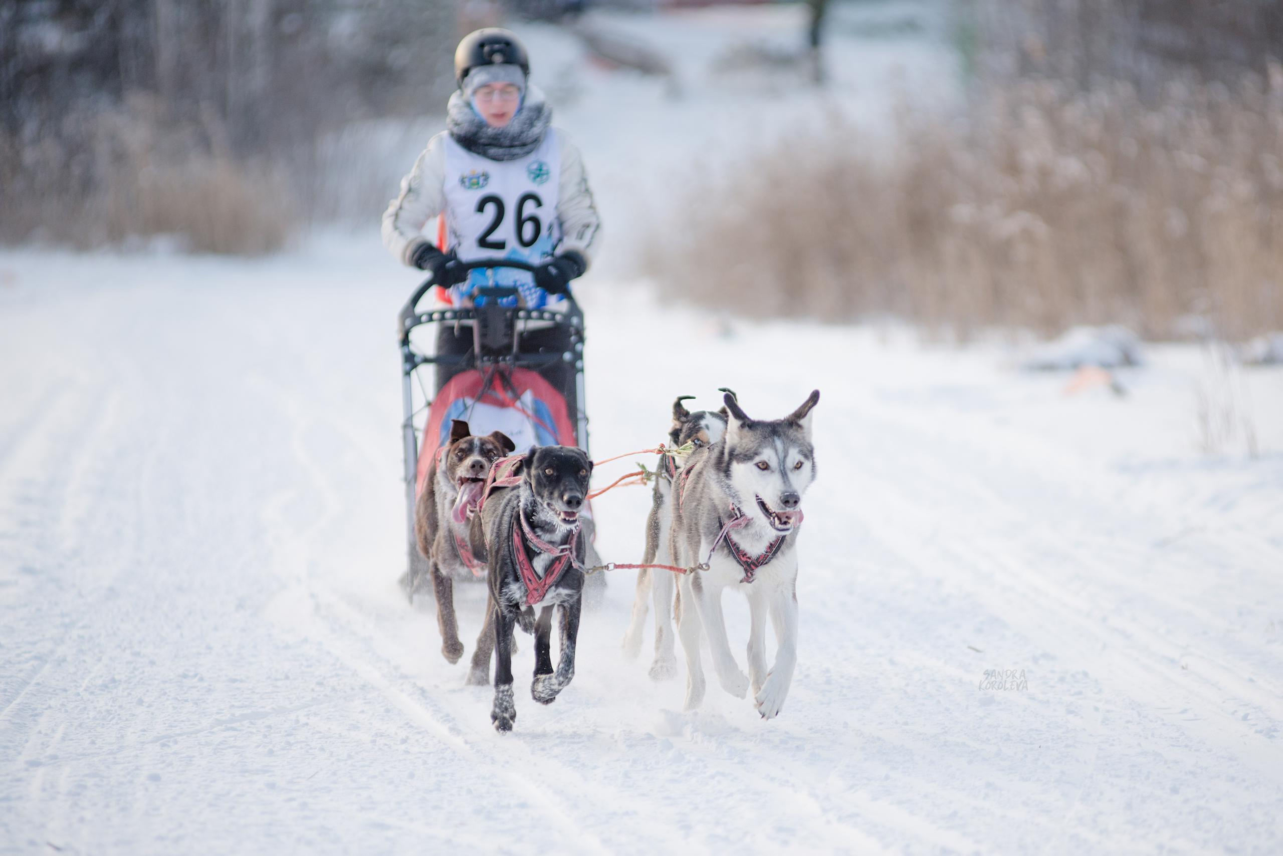 Рождественская гонка на Пруду Лесном 10.01.2021. Дог-фотограф в Тюмени Александра Королева