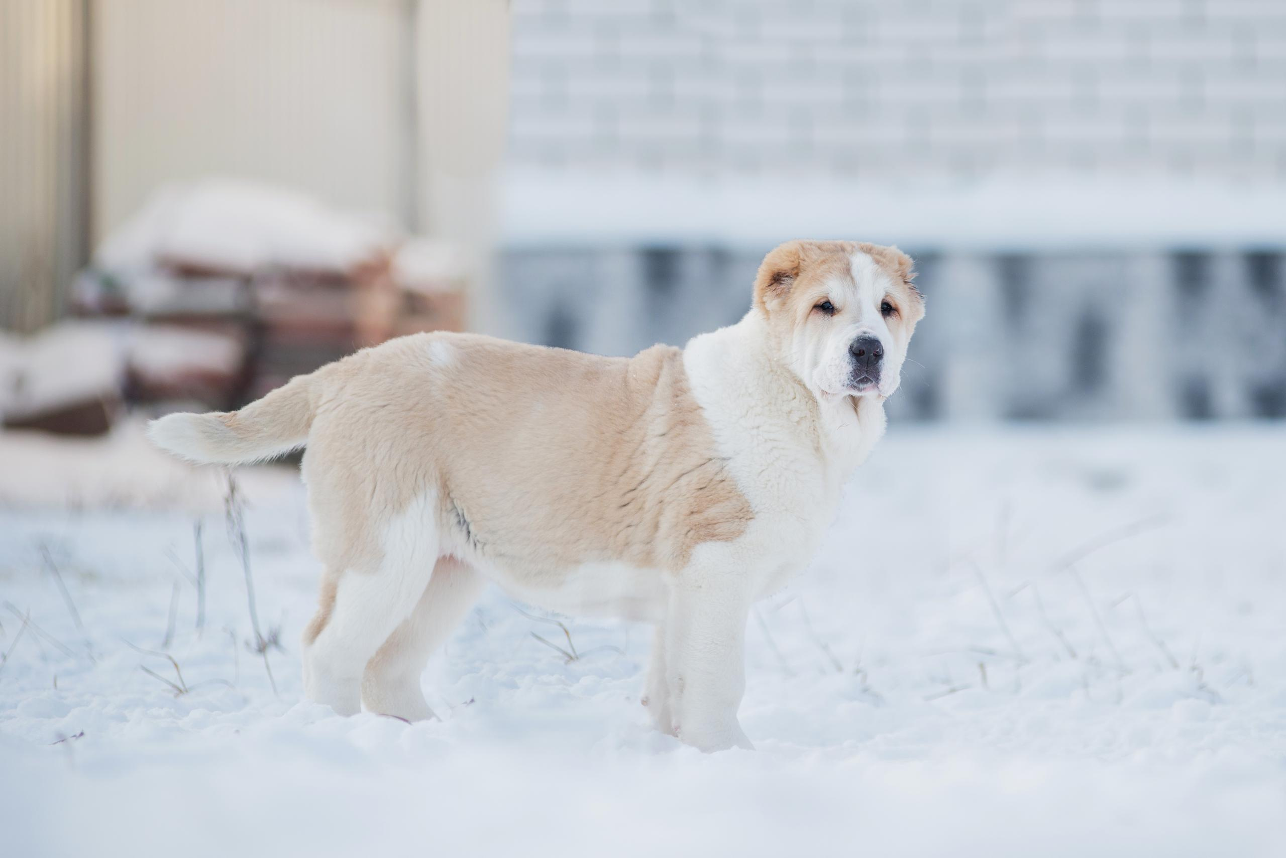 Щенки азиаты. Январь 2021. Дог-фотограф в Тюмени Александра Королева