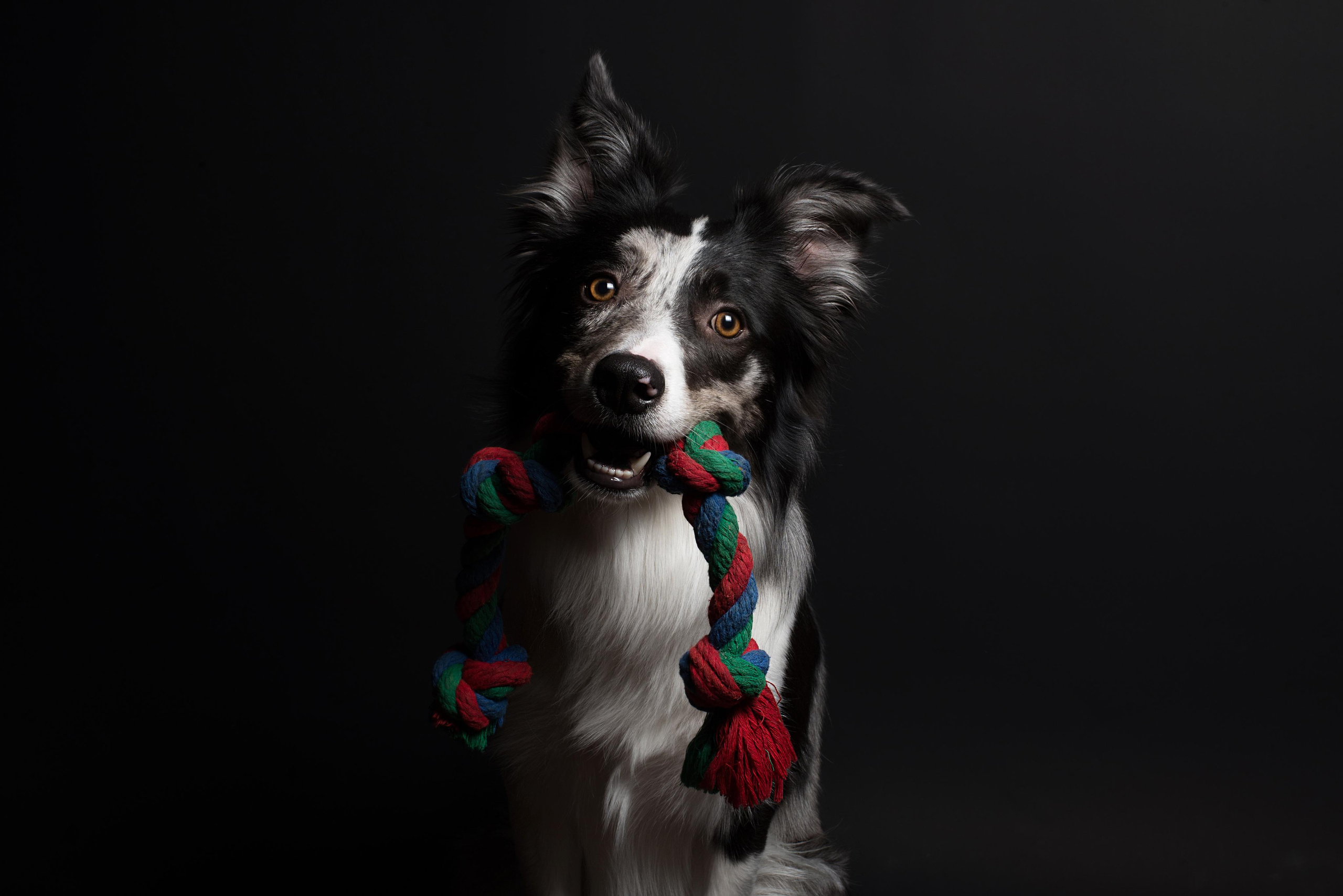 Black with dog. Дог-фотограф в Тюмени Александра Королева