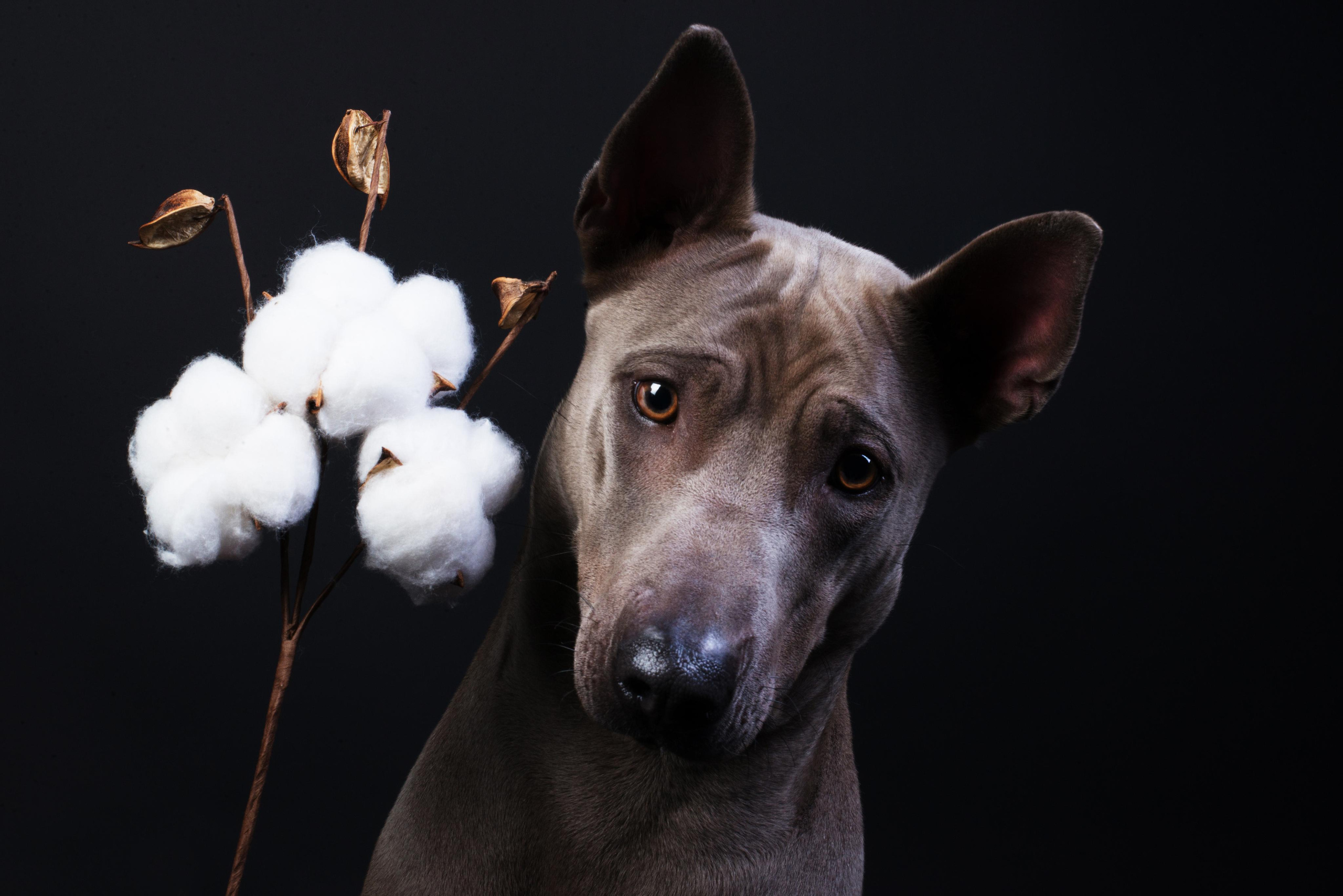 Black with dog. Дог-фотограф в Тюмени Александра Королева