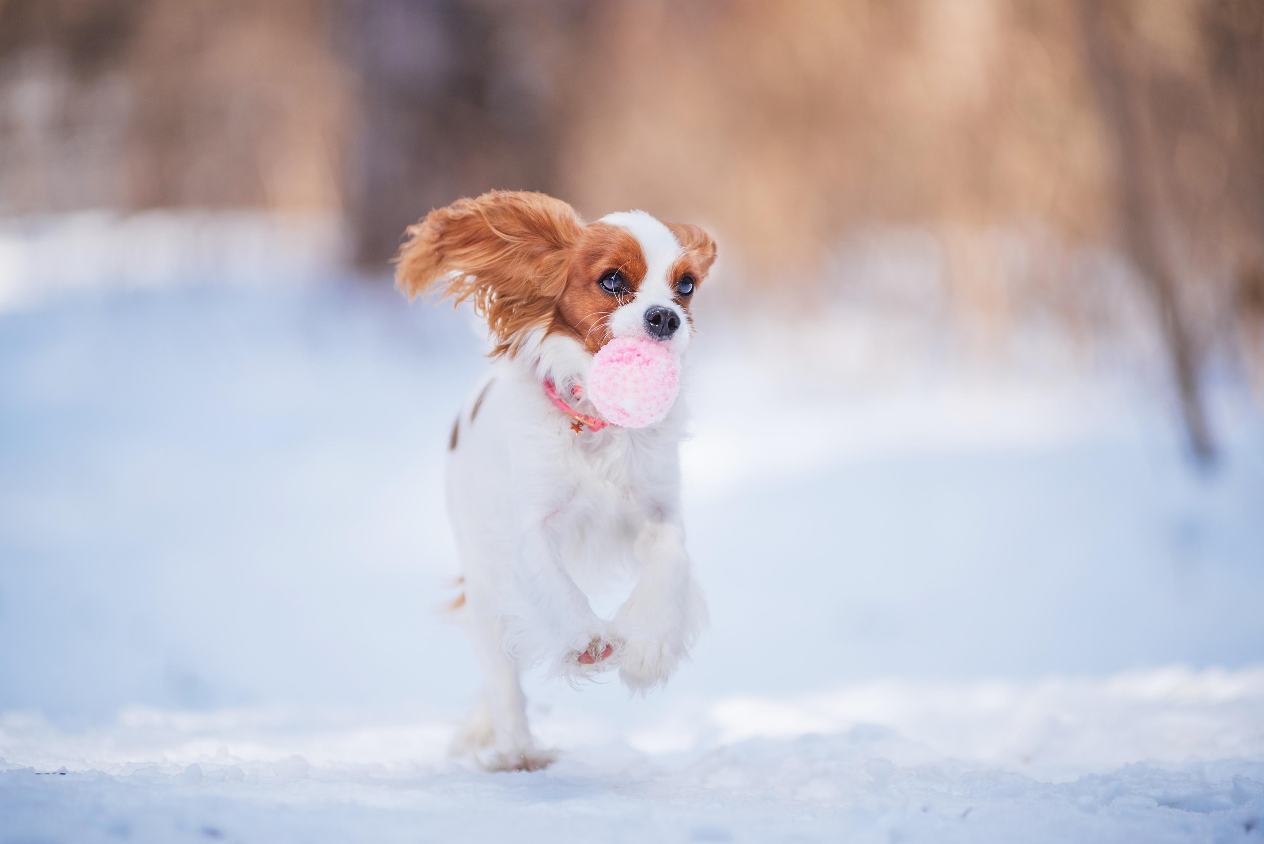 Весенний кавалер Лола. Дог-фотограф в Тюмени Александра Королева