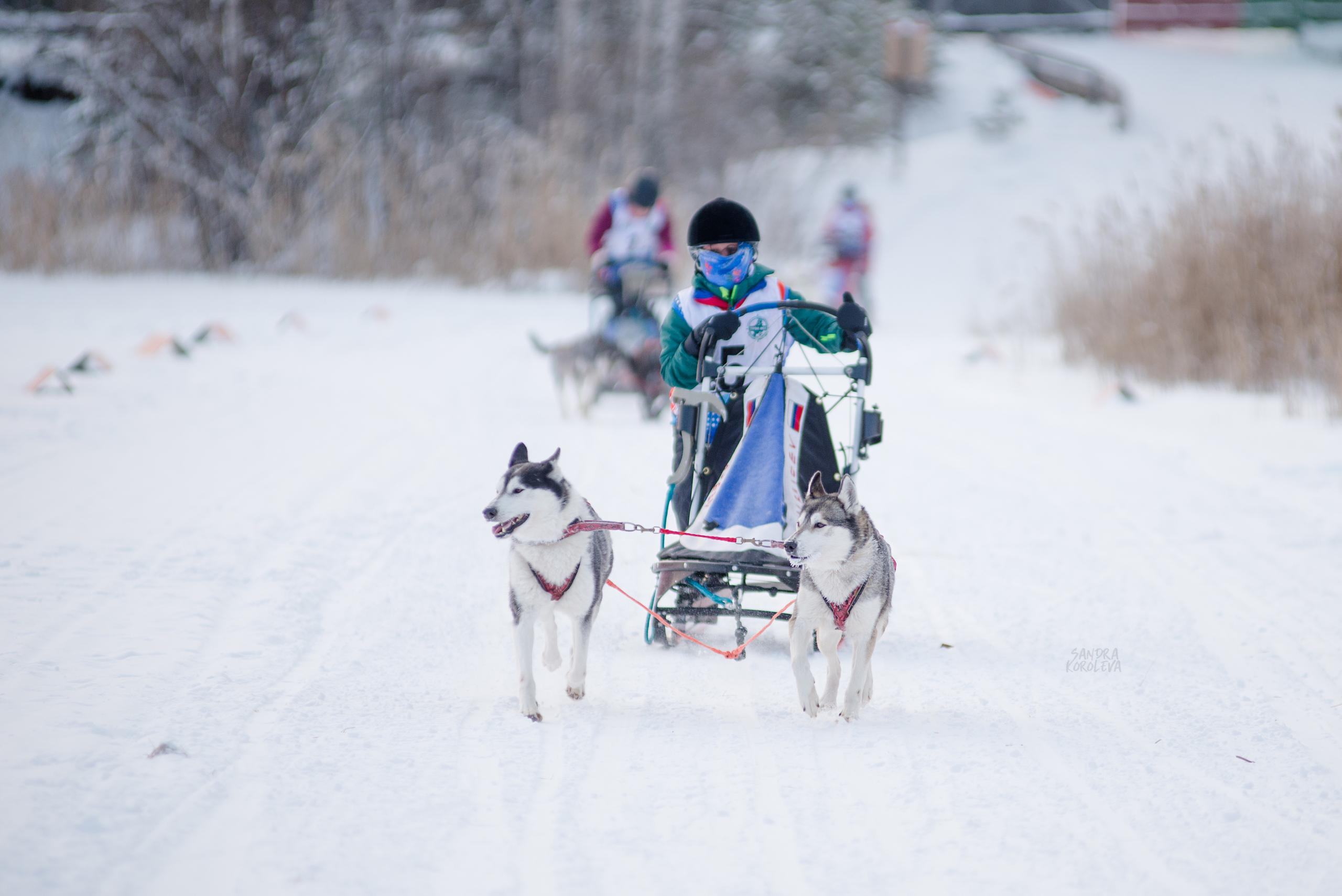Рождественская гонка на Пруду Лесном 10.01.2021. Дог-фотограф в Тюмени Александра Королева
