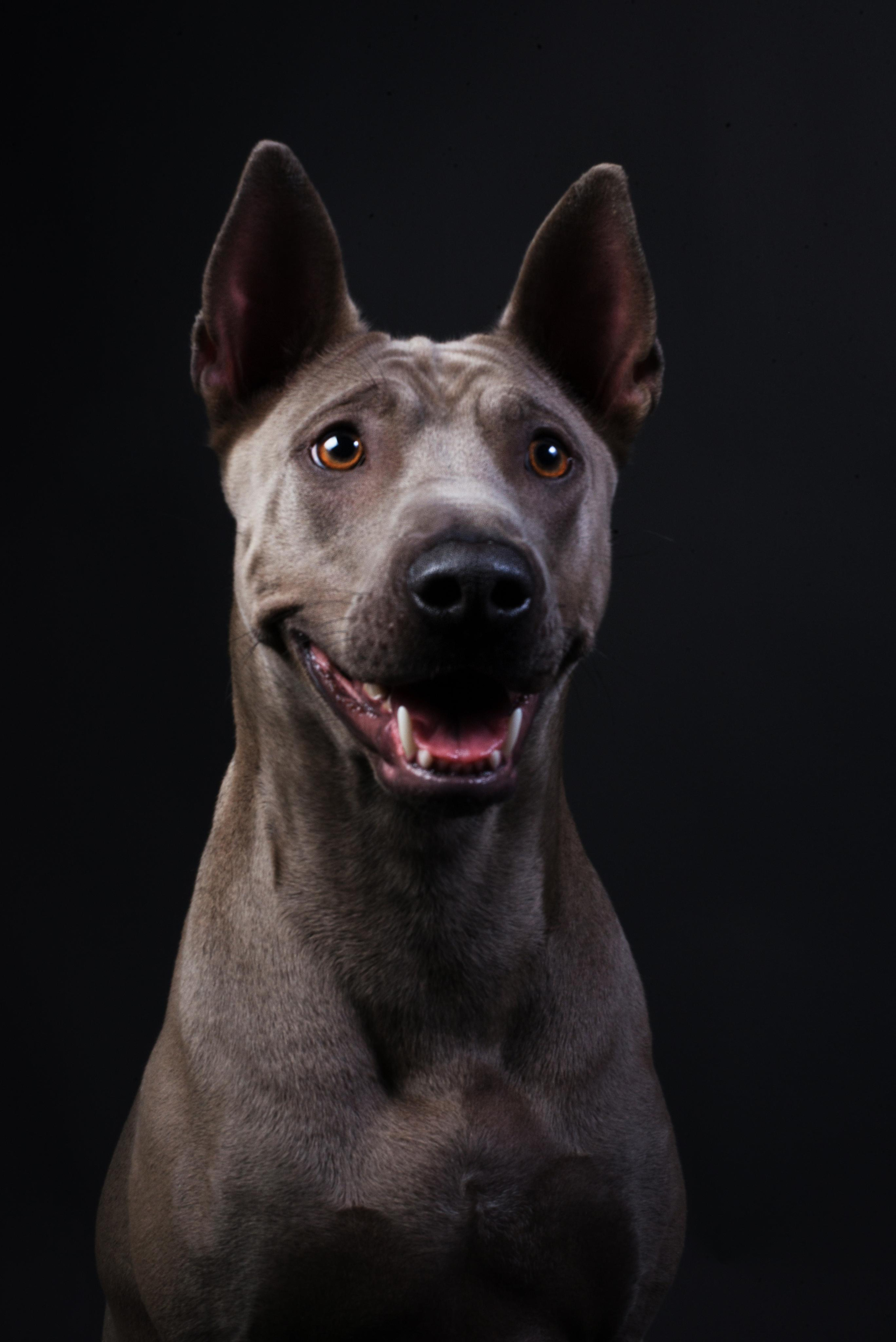 Black with dog. Дог-фотограф в Тюмени Александра Королева