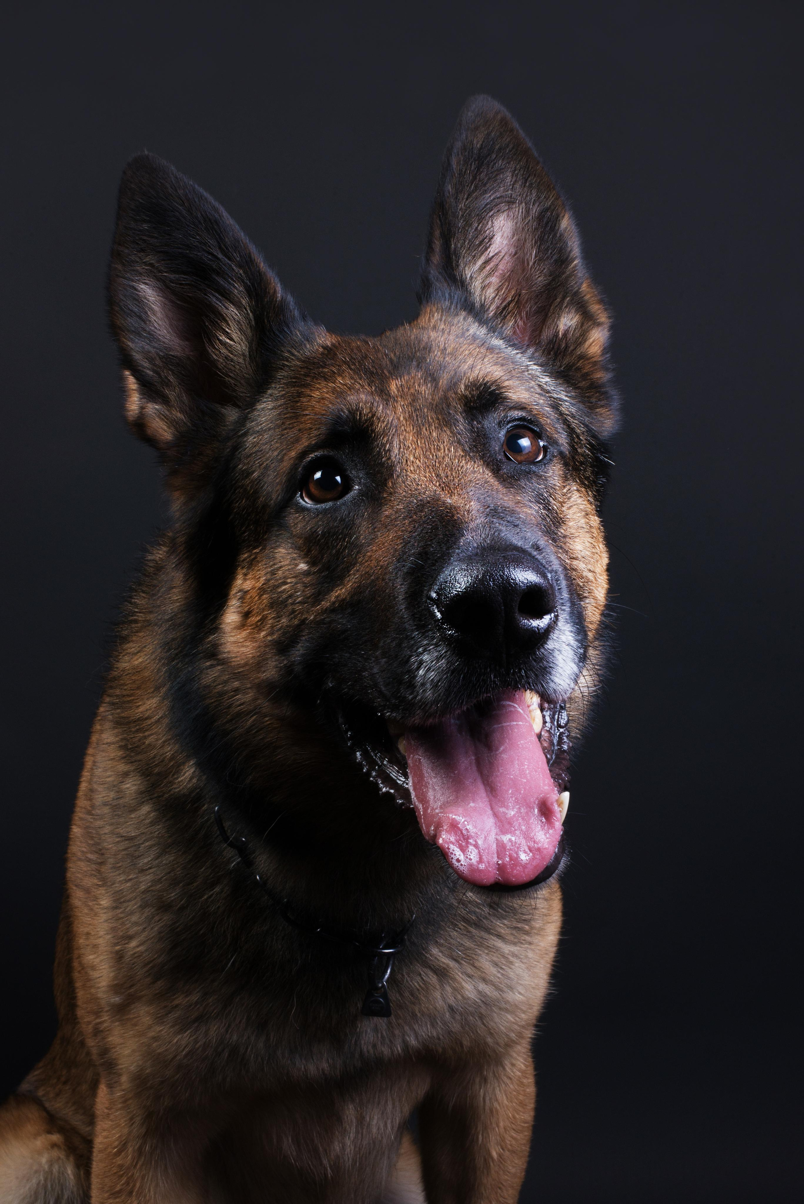 Black with dog. Дог-фотограф в Тюмени Александра Королева