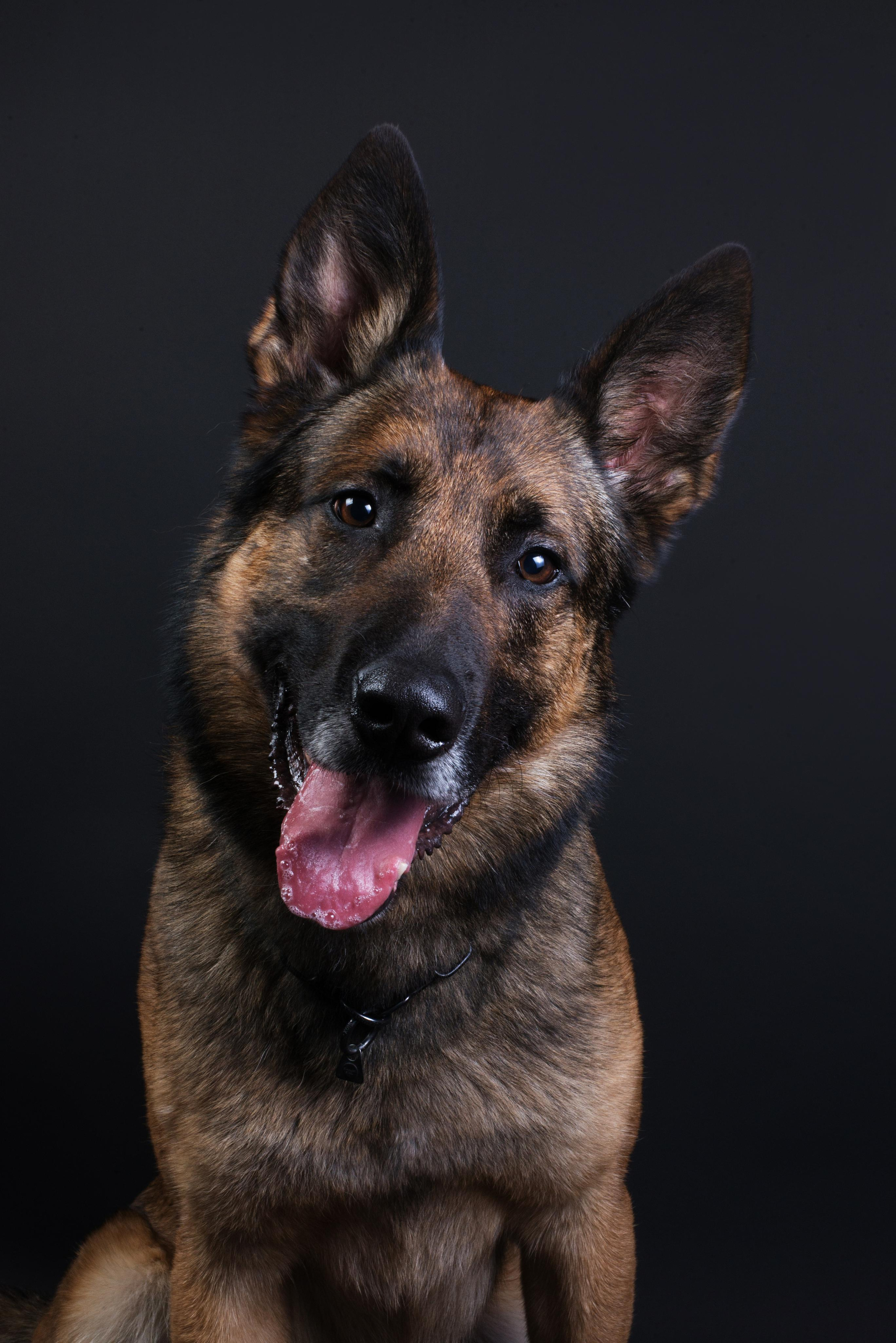 Black with dog. Дог-фотограф в Тюмени Александра Королева