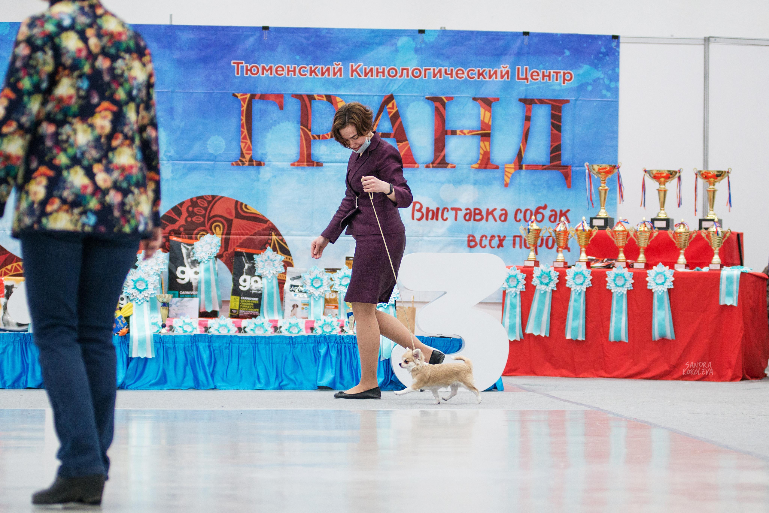 Выставка собак г. Тюмень 07.02.2020. Дог-фотограф в Тюмени Александра Королева