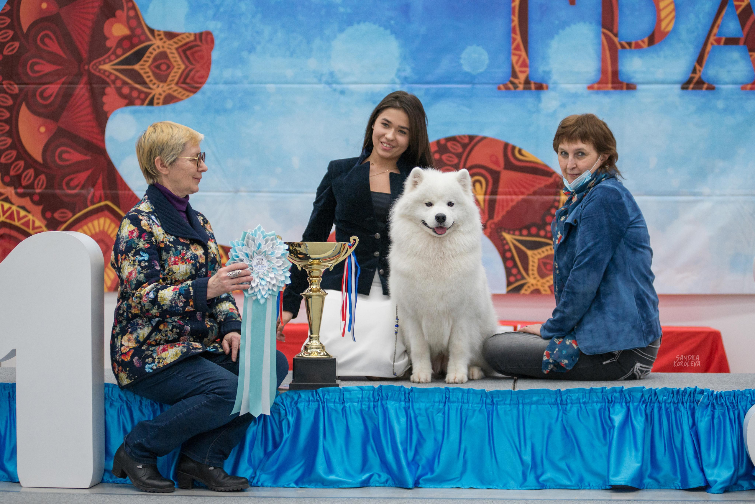 Выставка собак г. Тюмень 07.02.2020. Дог-фотограф в Тюмени Александра Королева