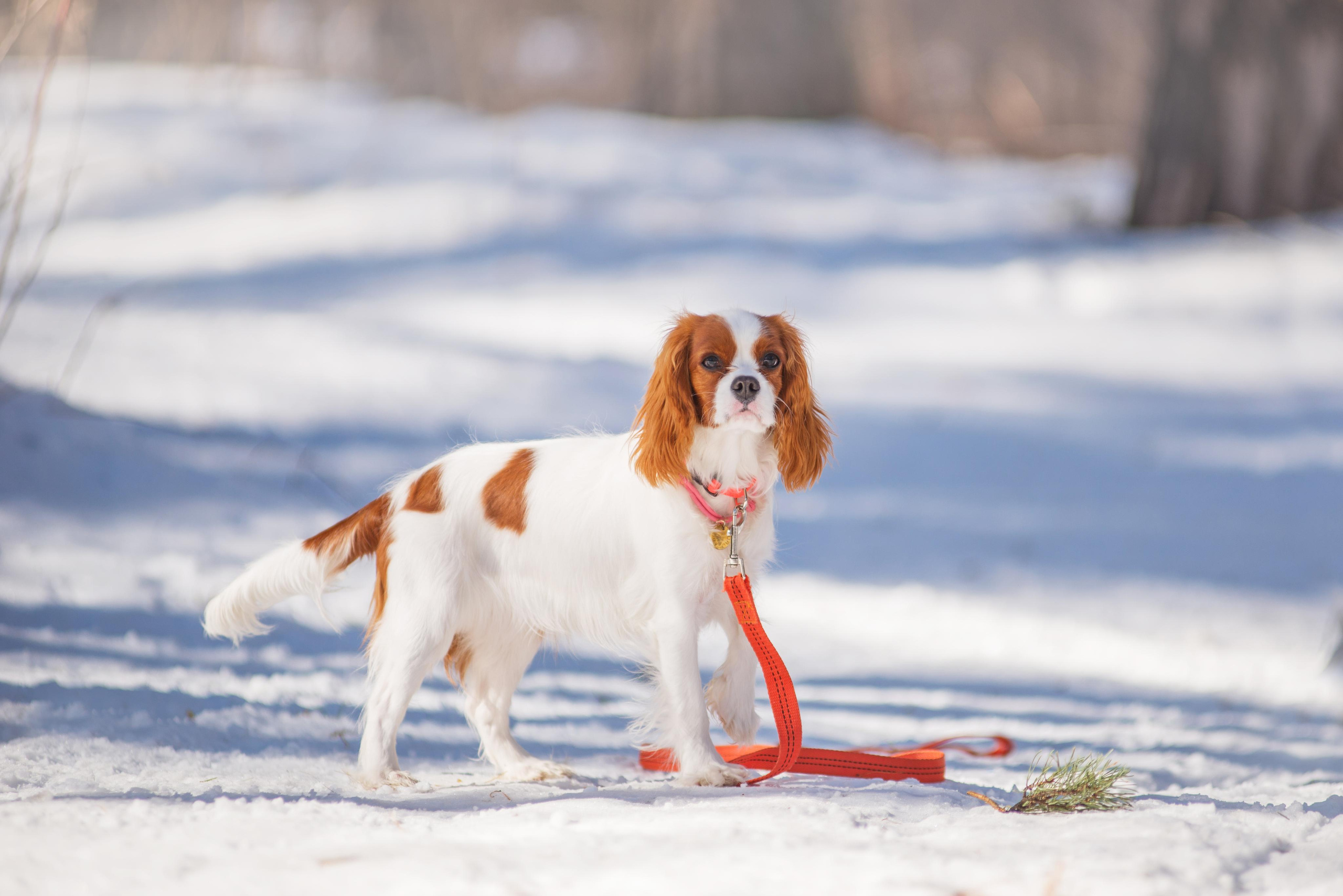 Весенний кавалер Лола. Дог-фотограф в Тюмени Александра Королева