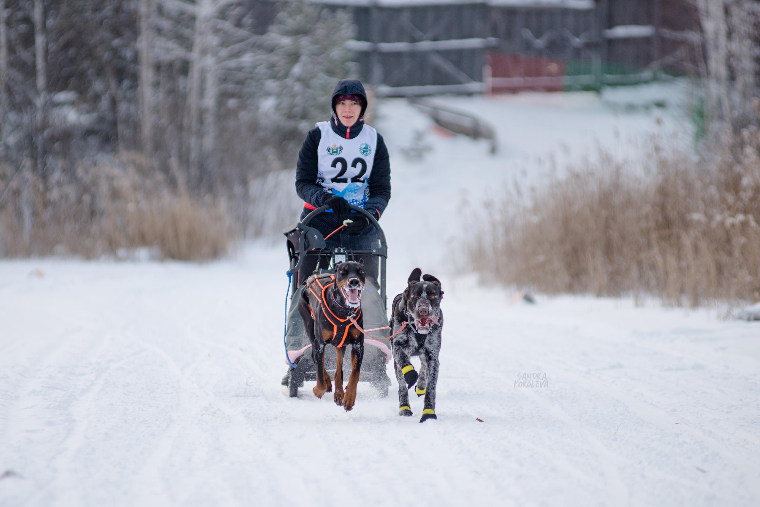 Рождественская гонка на Пруду Лесном 10.01.2021. Дог-фотограф в Тюмени Александра Королева