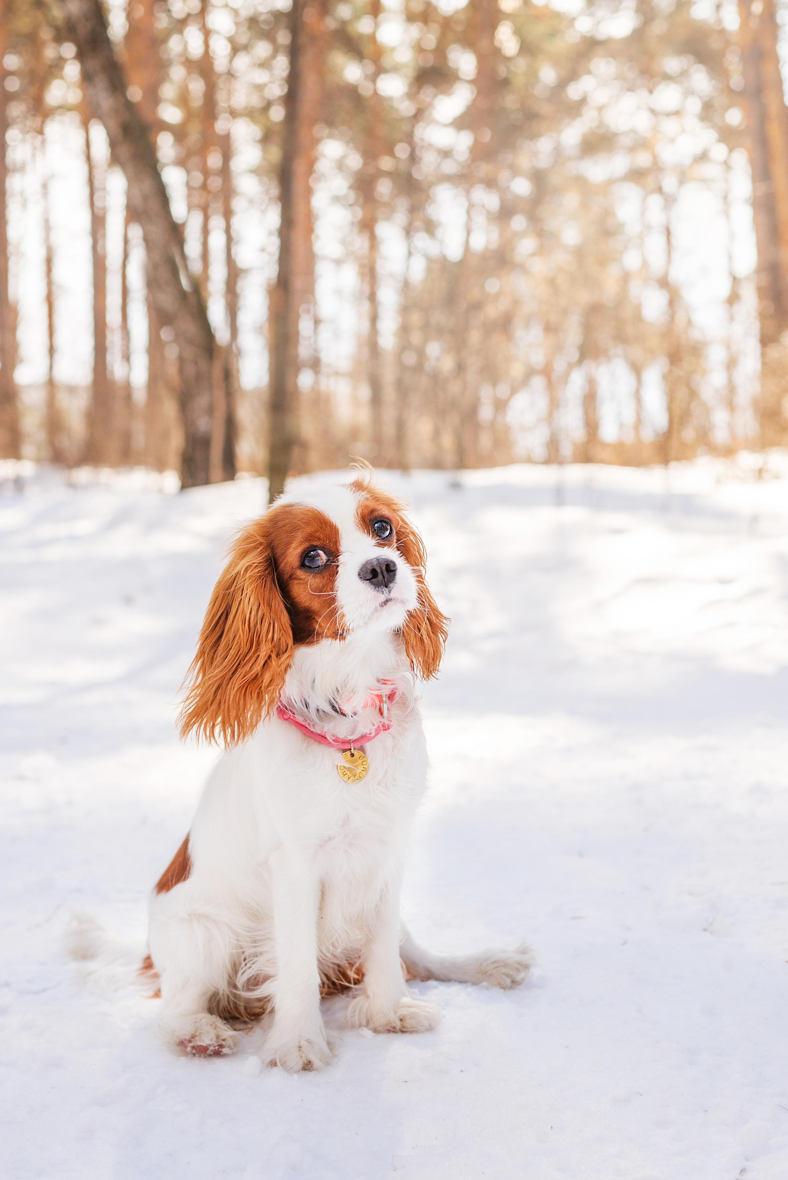 Весенний кавалер Лола. Дог-фотограф в Тюмени Александра Королева