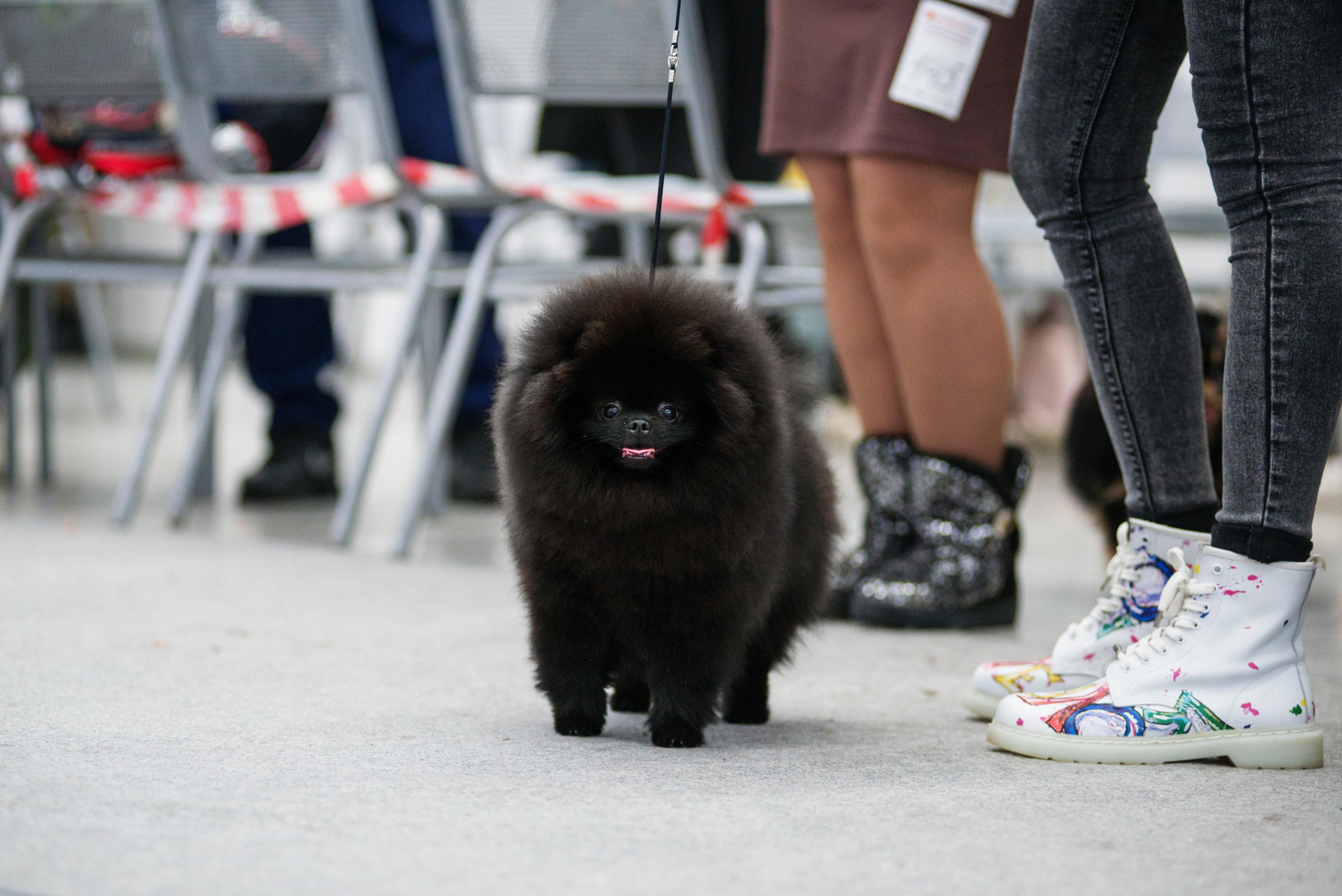 Выставка собак г. Тюмень 07.02.2020. Дог-фотограф в Тюмени Александра Королева