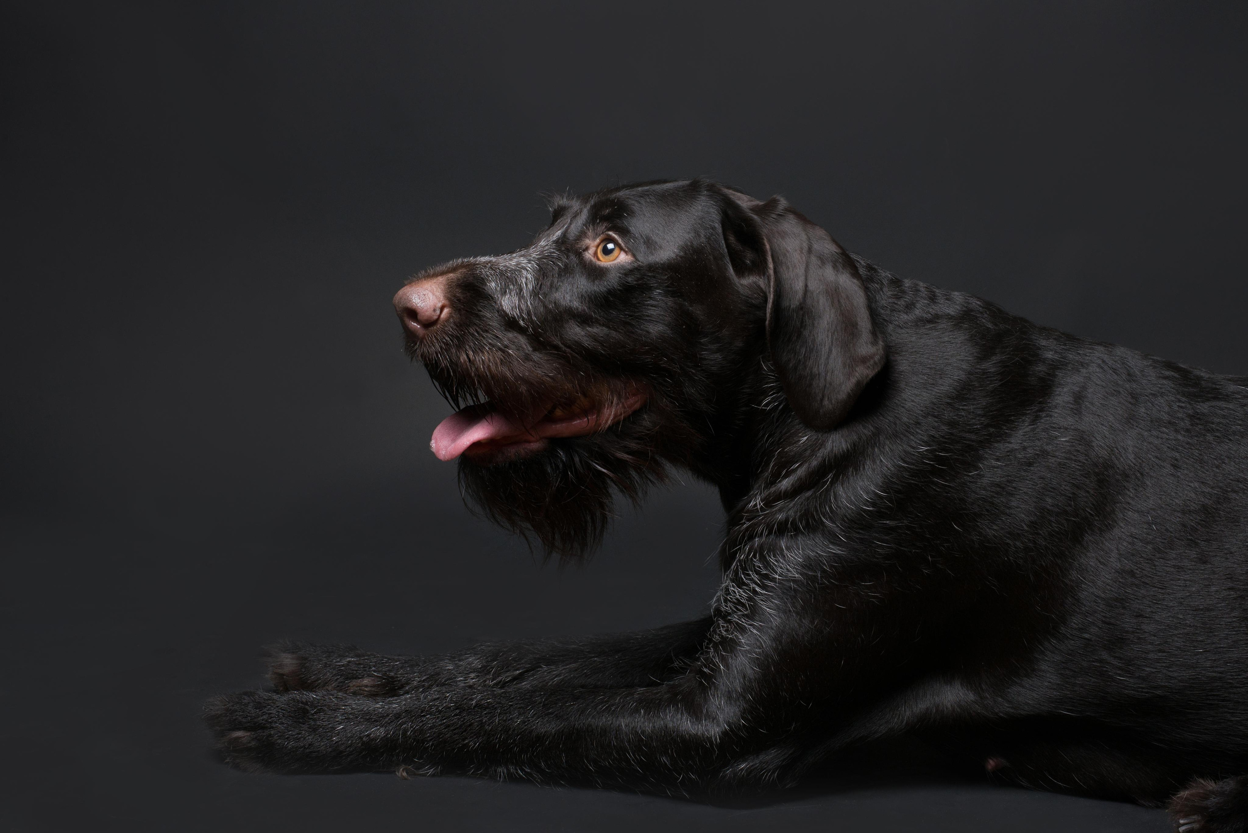 Black with dog. Дог-фотограф в Тюмени Александра Королева