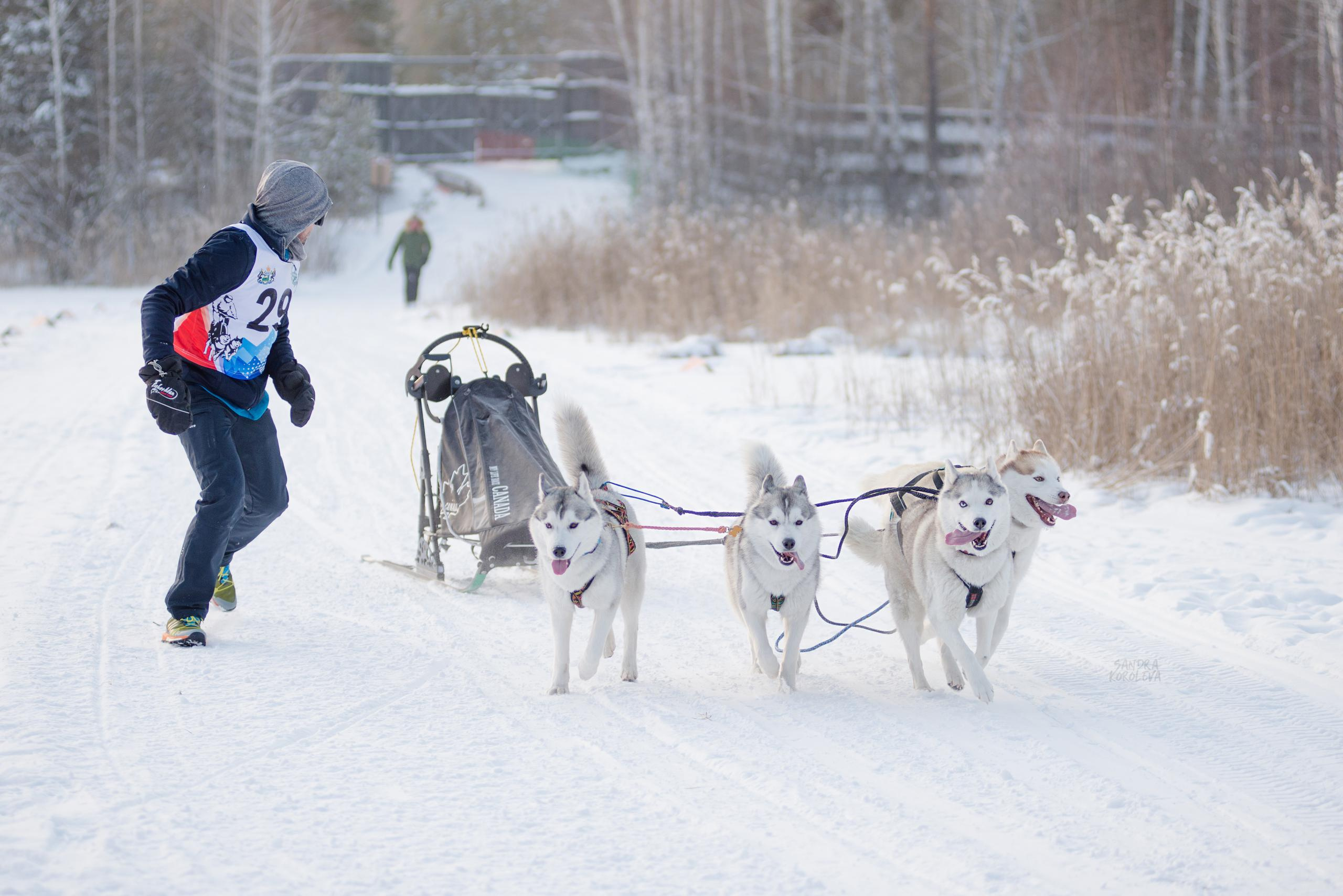 Рождественская гонка на Пруду Лесном 10.01.2021. Дог-фотограф в Тюмени Александра Королева