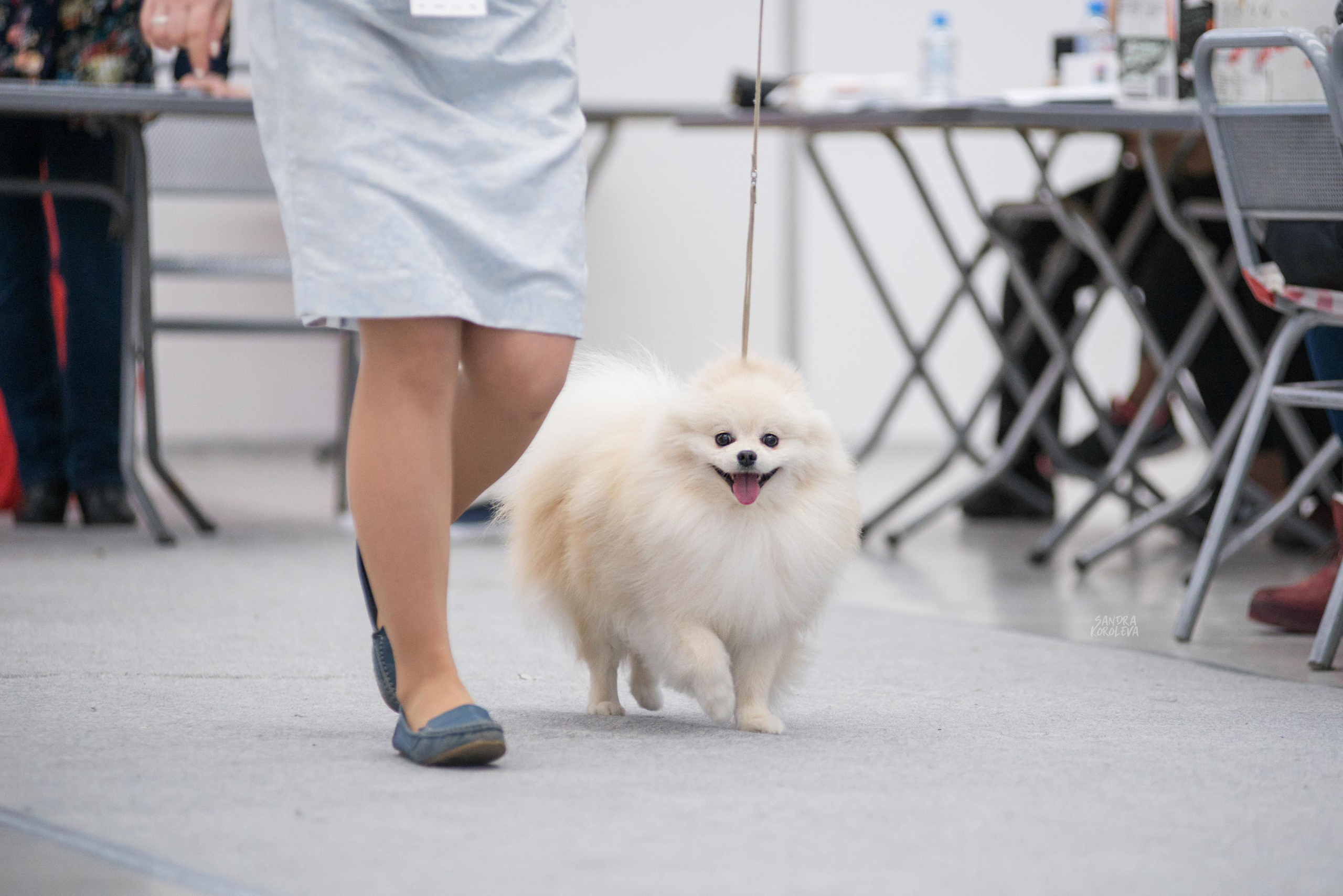 Выставка собак г. Тюмень 07.02.2020. Дог-фотограф в Тюмени Александра Королева