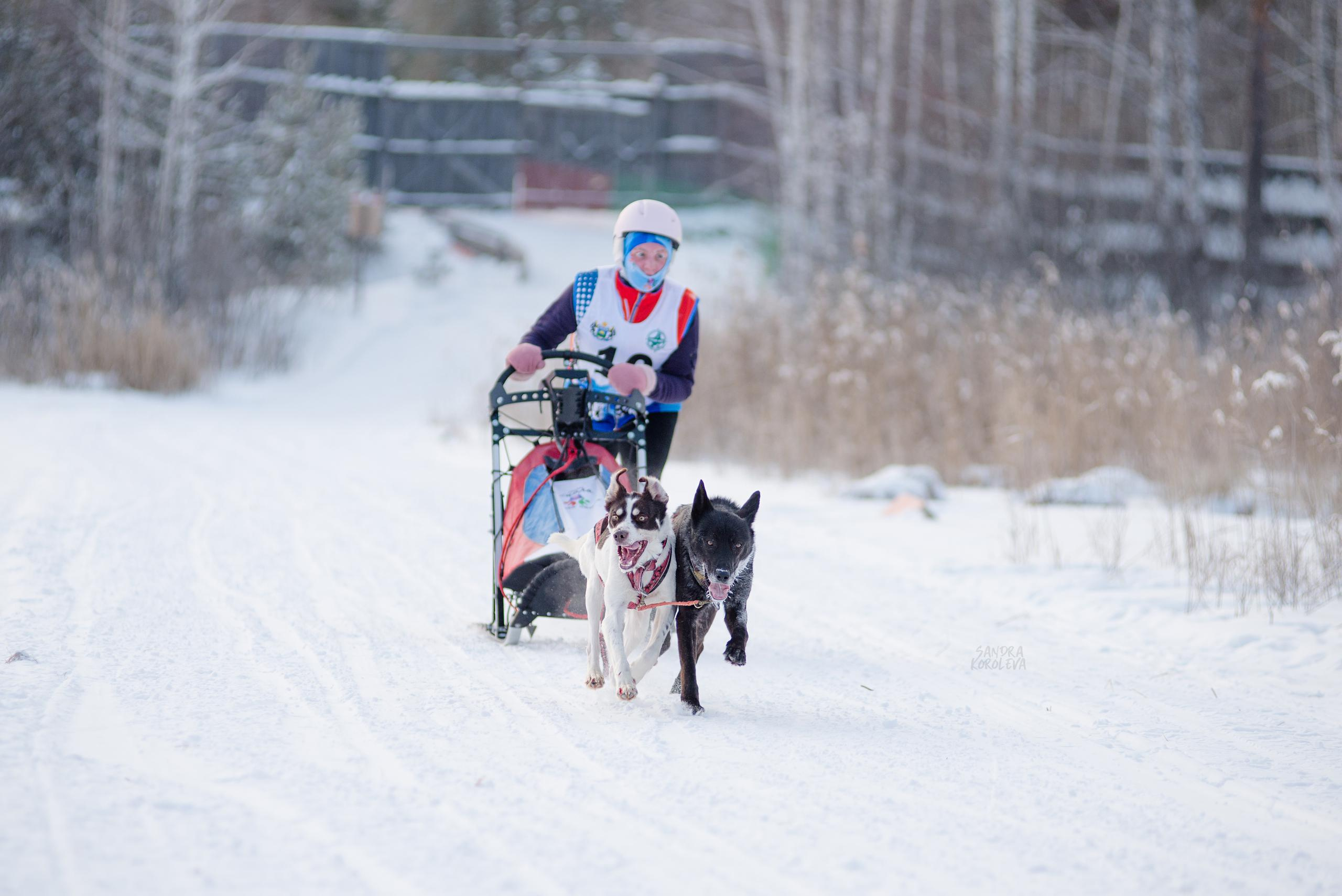 Рождественская гонка на Пруду Лесном 10.01.2021. Дог-фотограф в Тюмени Александра Королева
