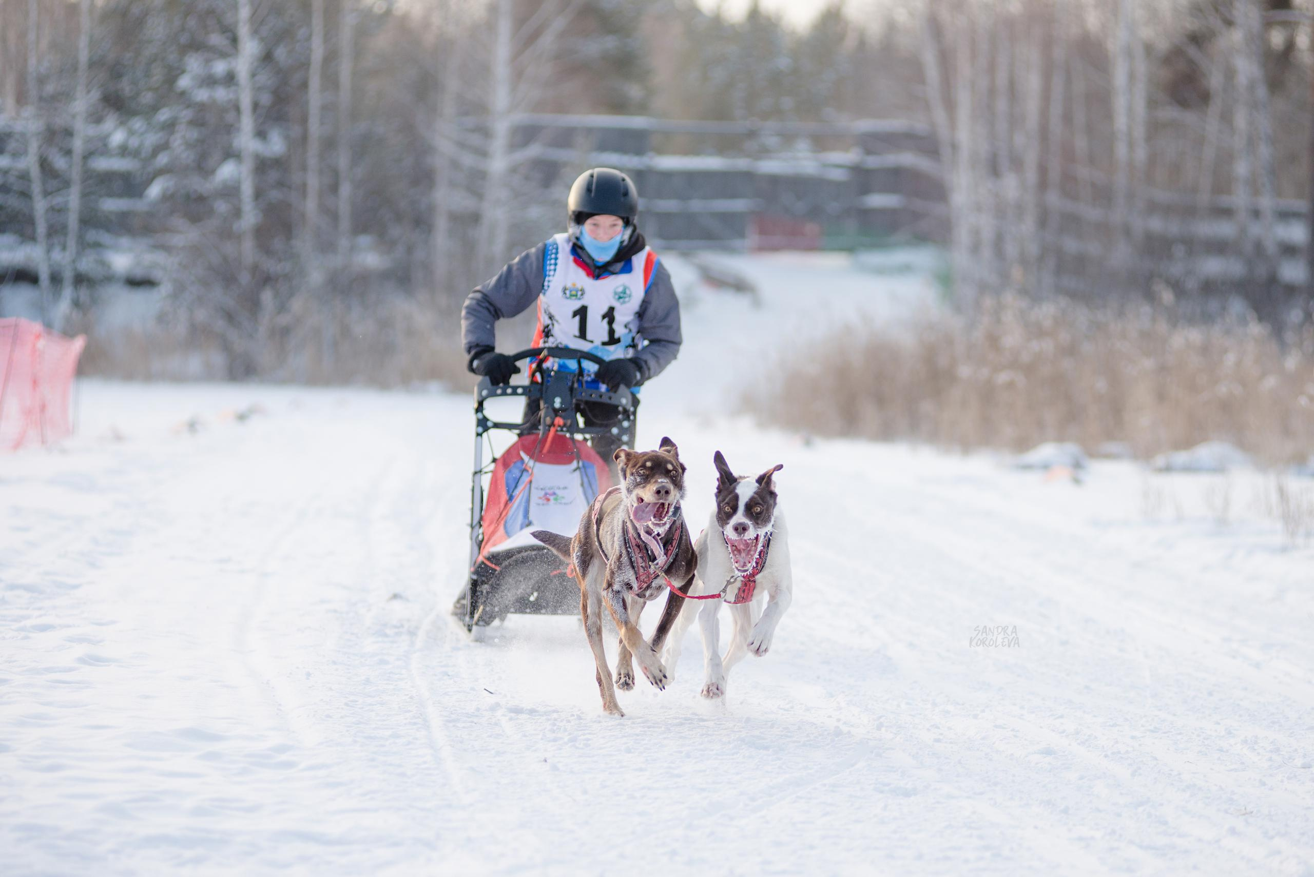 Рождественская гонка на Пруду Лесном 10.01.2021. Дог-фотограф в Тюмени Александра Королева