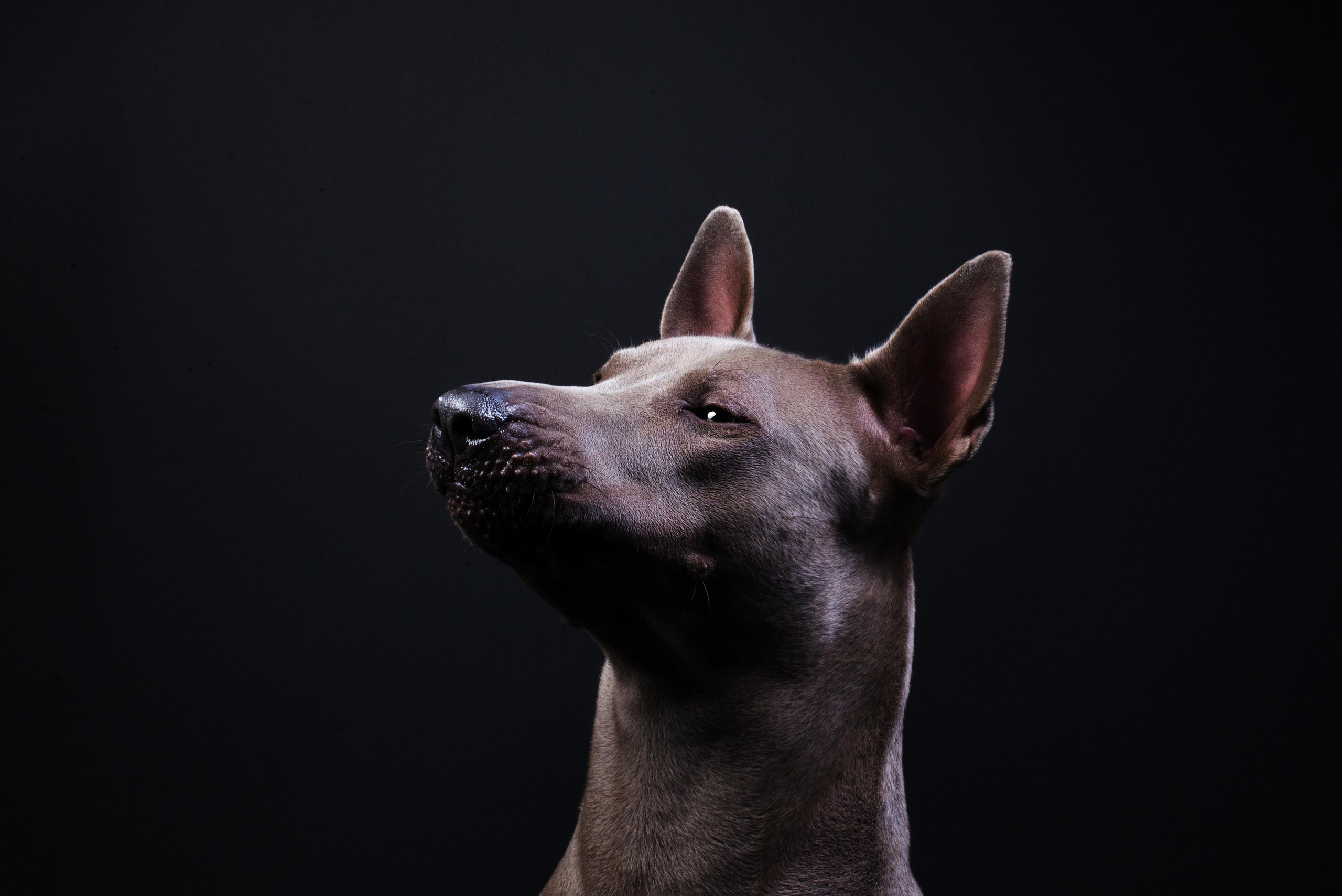 Black with dog. Дог-фотограф в Тюмени Александра Королева