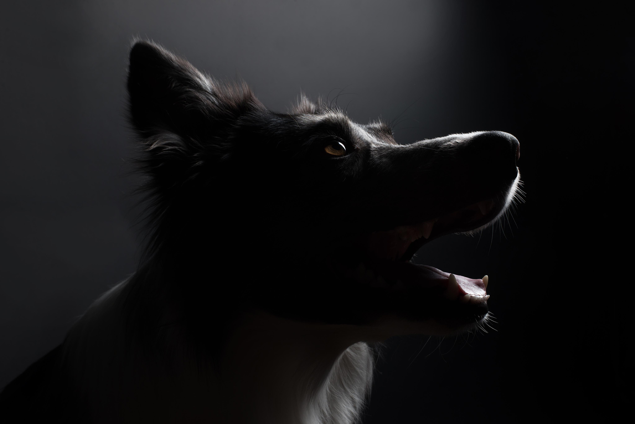 Black with dog. Дог-фотограф в Тюмени Александра Королева