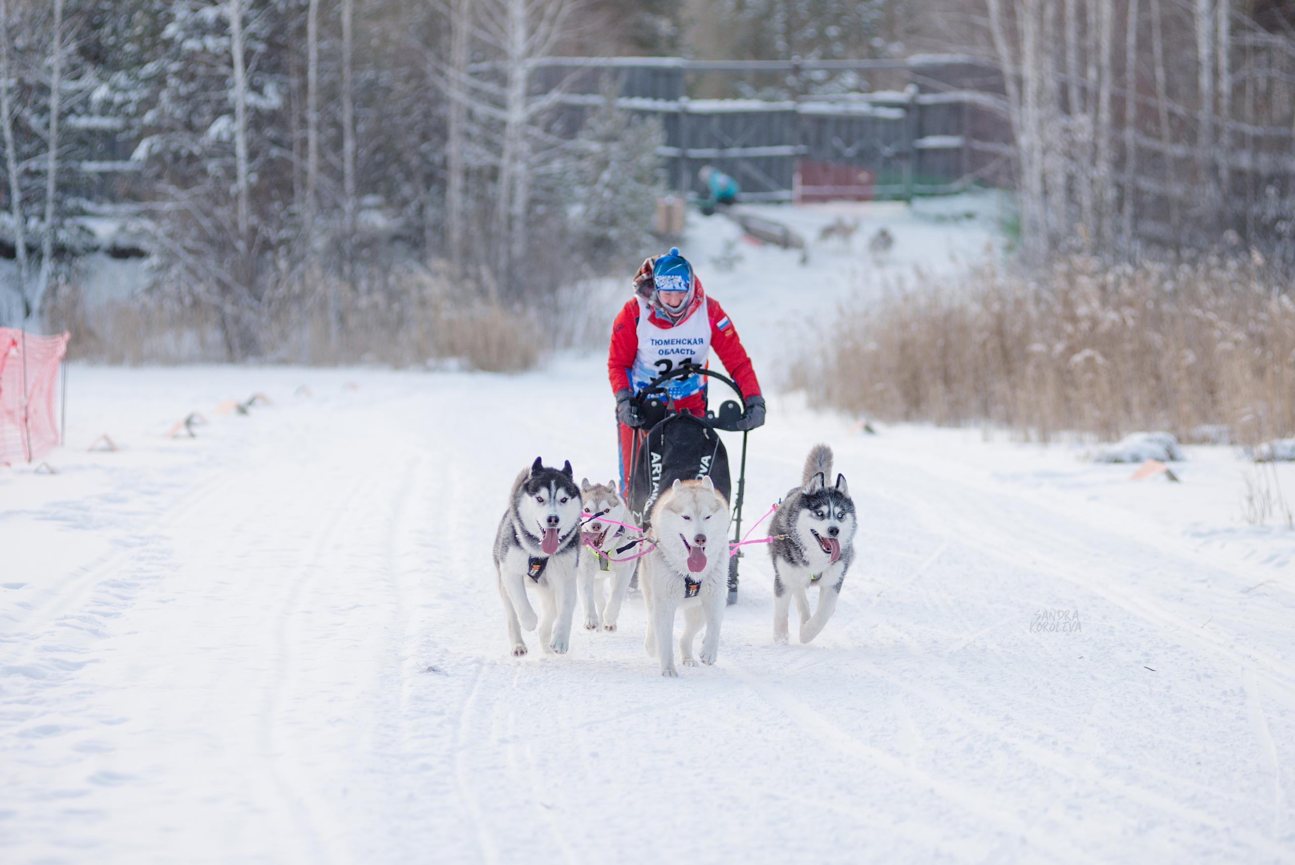 Рождественская гонка на Пруду Лесном 10.01.2021. Дог-фотограф в Тюмени Александра Королева