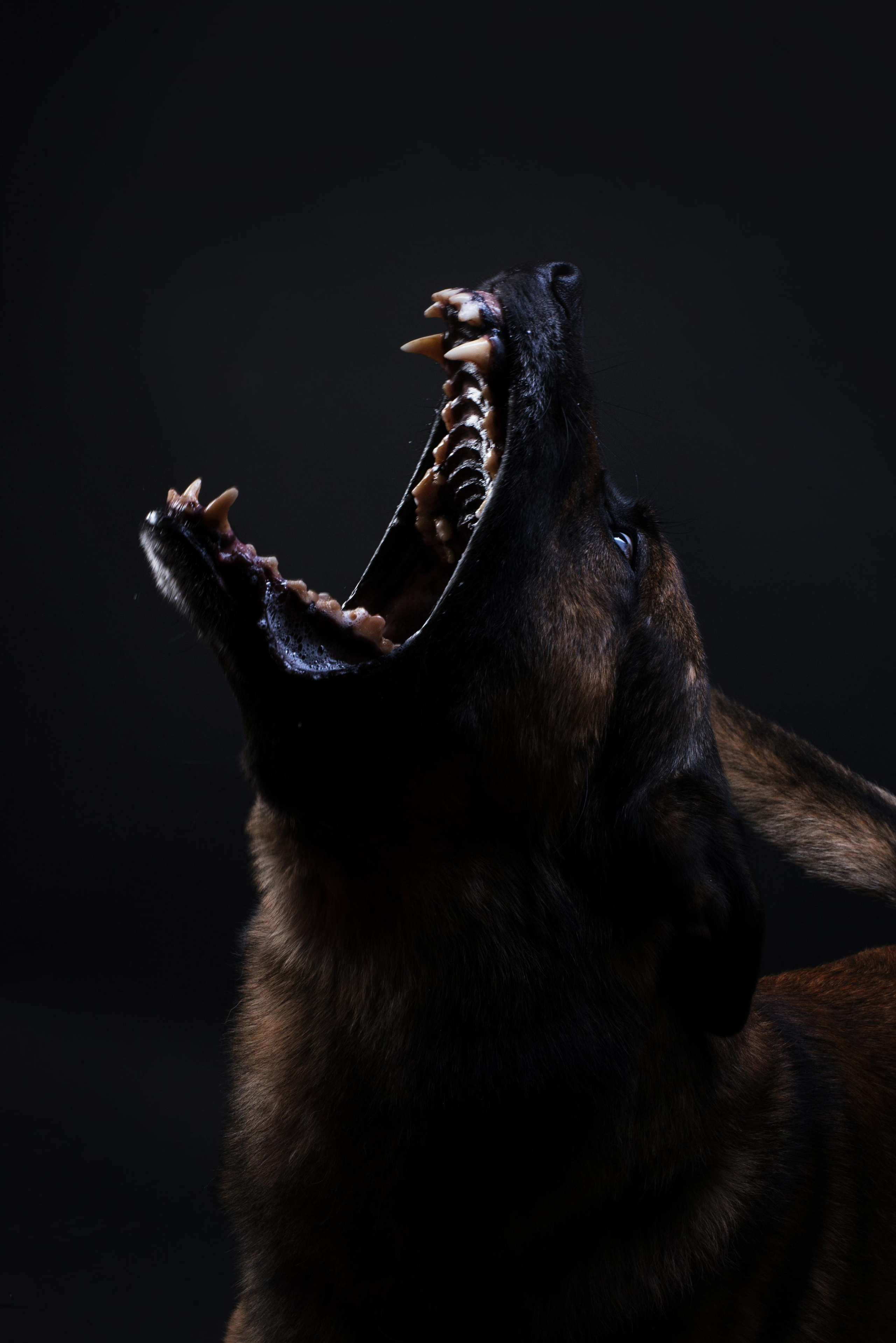 Black with dog. Дог-фотограф в Тюмени Александра Королева