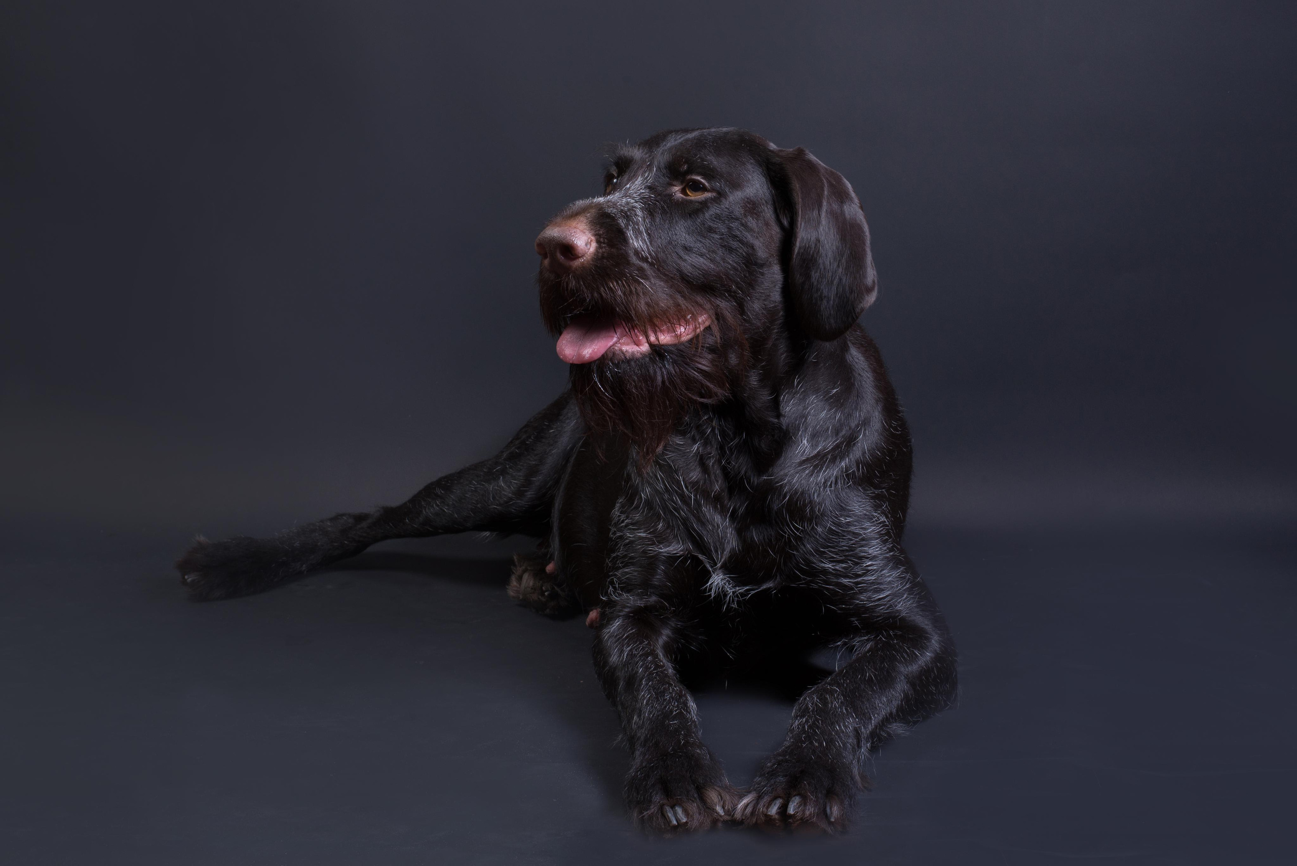 Black with dog. Дог-фотограф в Тюмени Александра Королева