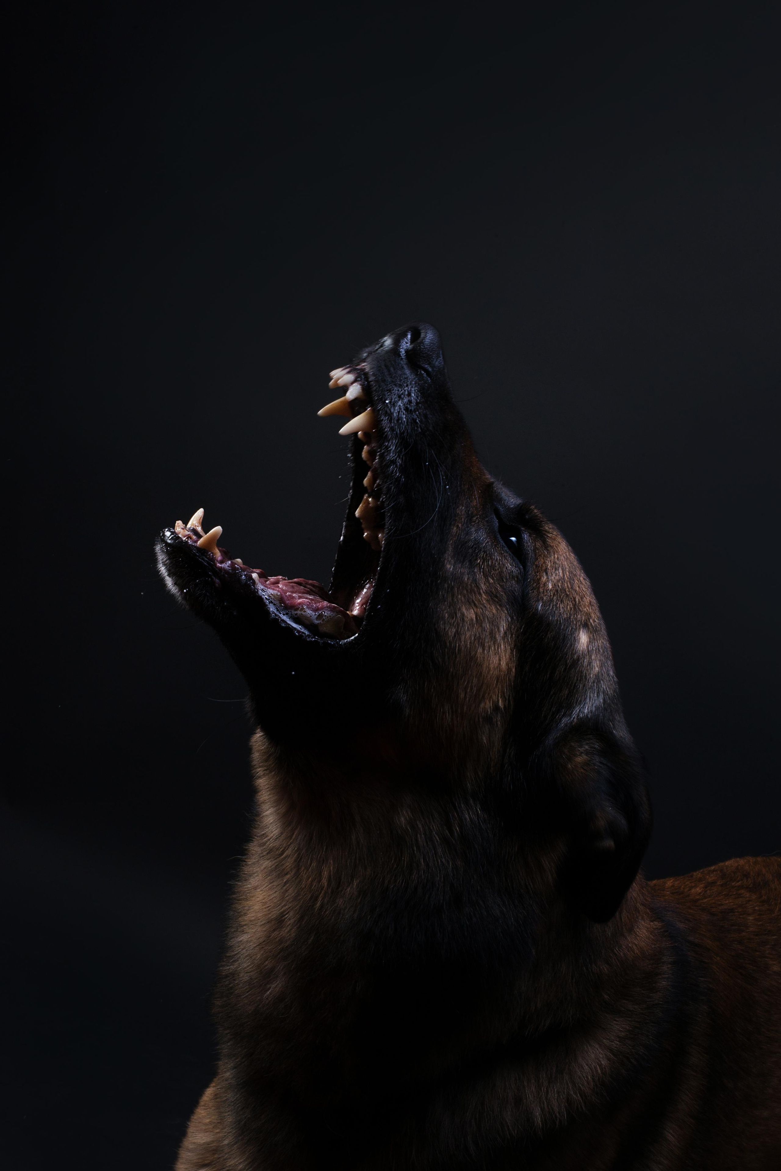 Black with dog. Дог-фотограф в Тюмени Александра Королева