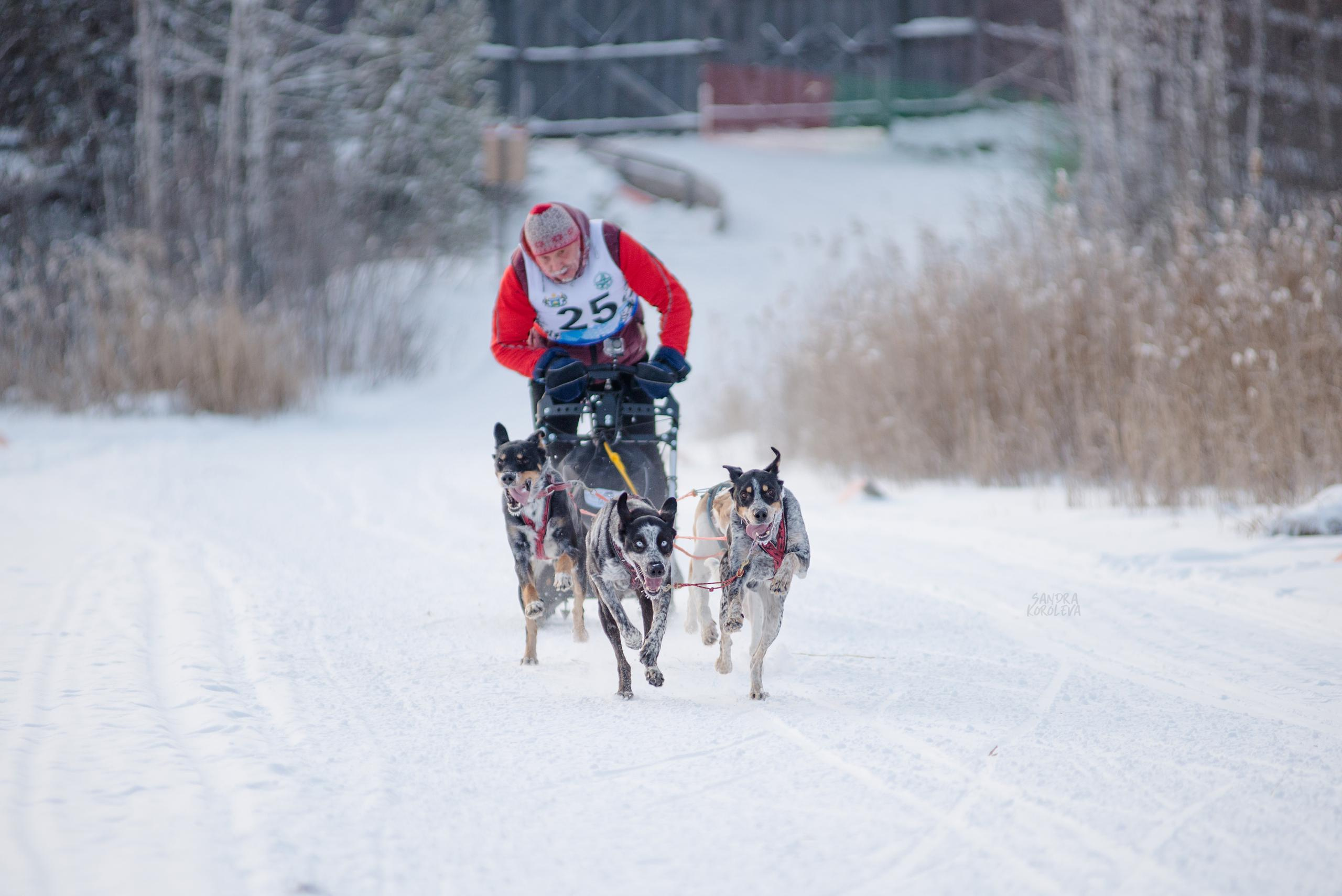 Рождественская гонка на Пруду Лесном 10.01.2021. Дог-фотограф в Тюмени Александра Королева
