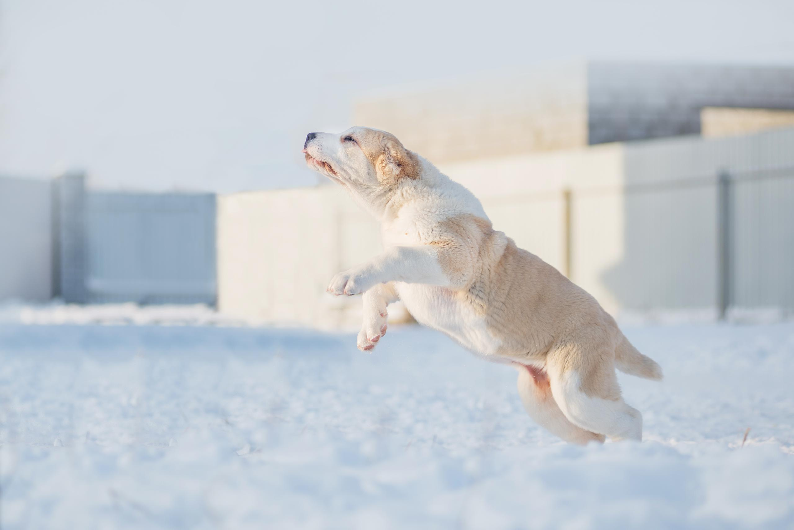 Щенки азиаты. Январь 2021. Дог-фотограф в Тюмени Александра Королева