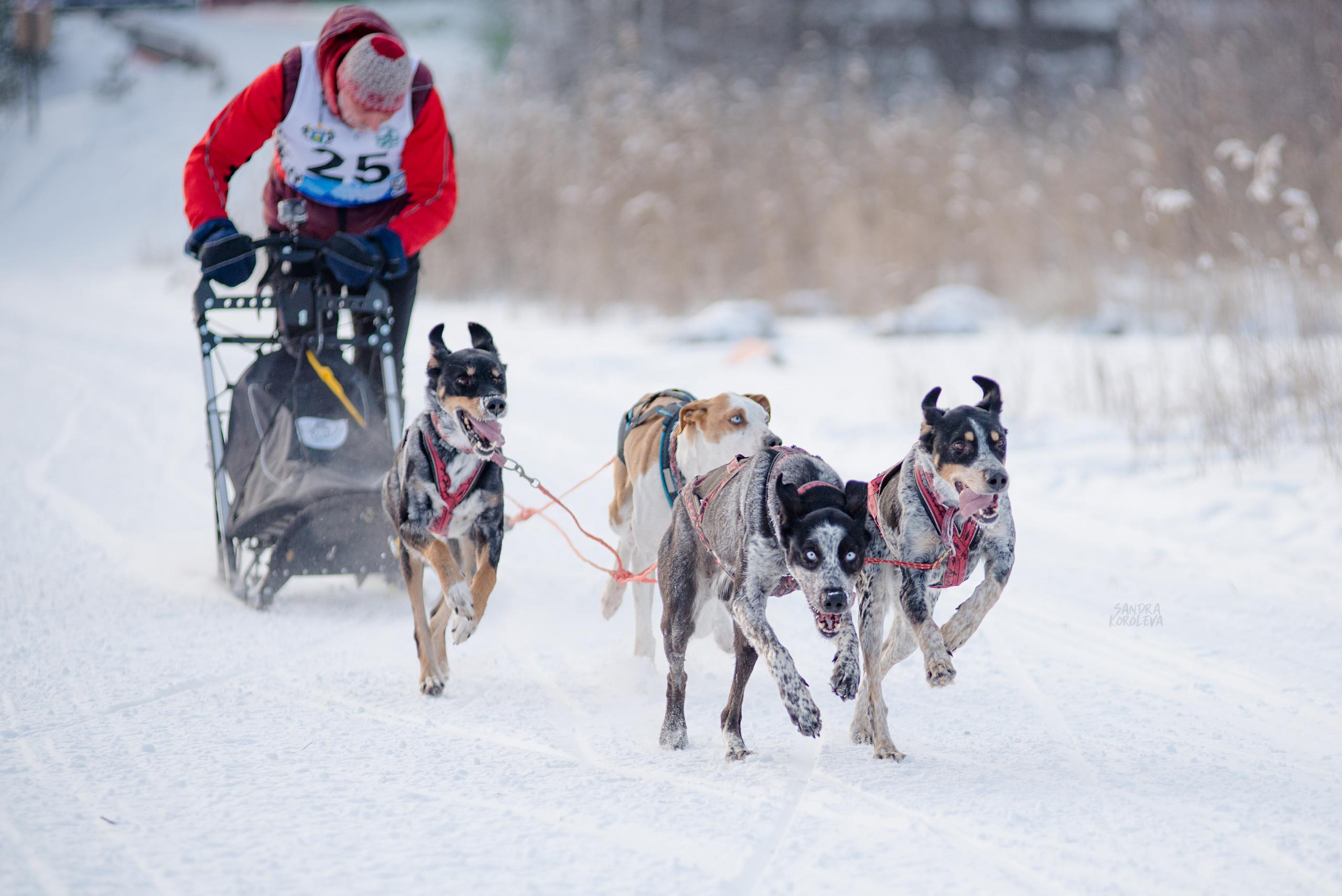 Рождественская гонка на Пруду Лесном 10.01.2021. Дог-фотограф в Тюмени Александра Королева