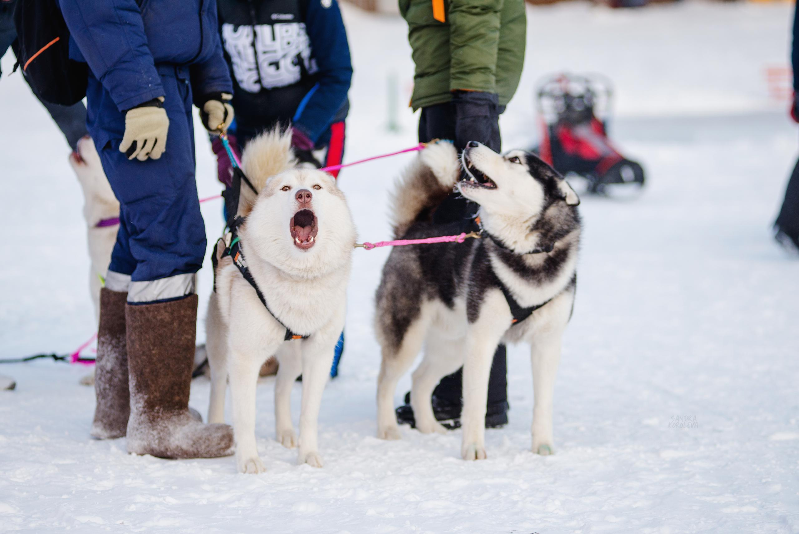 Рождественская гонка на Пруду Лесном 10.01.2021. Дог-фотограф в Тюмени Александра Королева