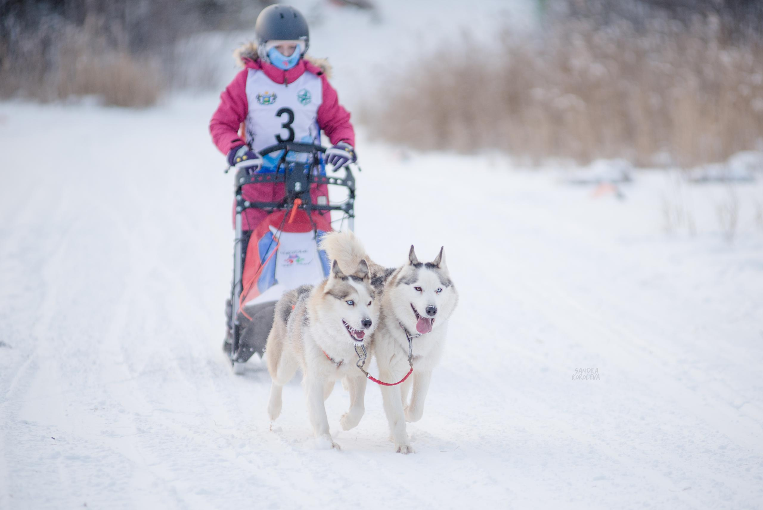 Рождественская гонка на Пруду Лесном 10.01.2021. Дог-фотограф в Тюмени Александра Королева