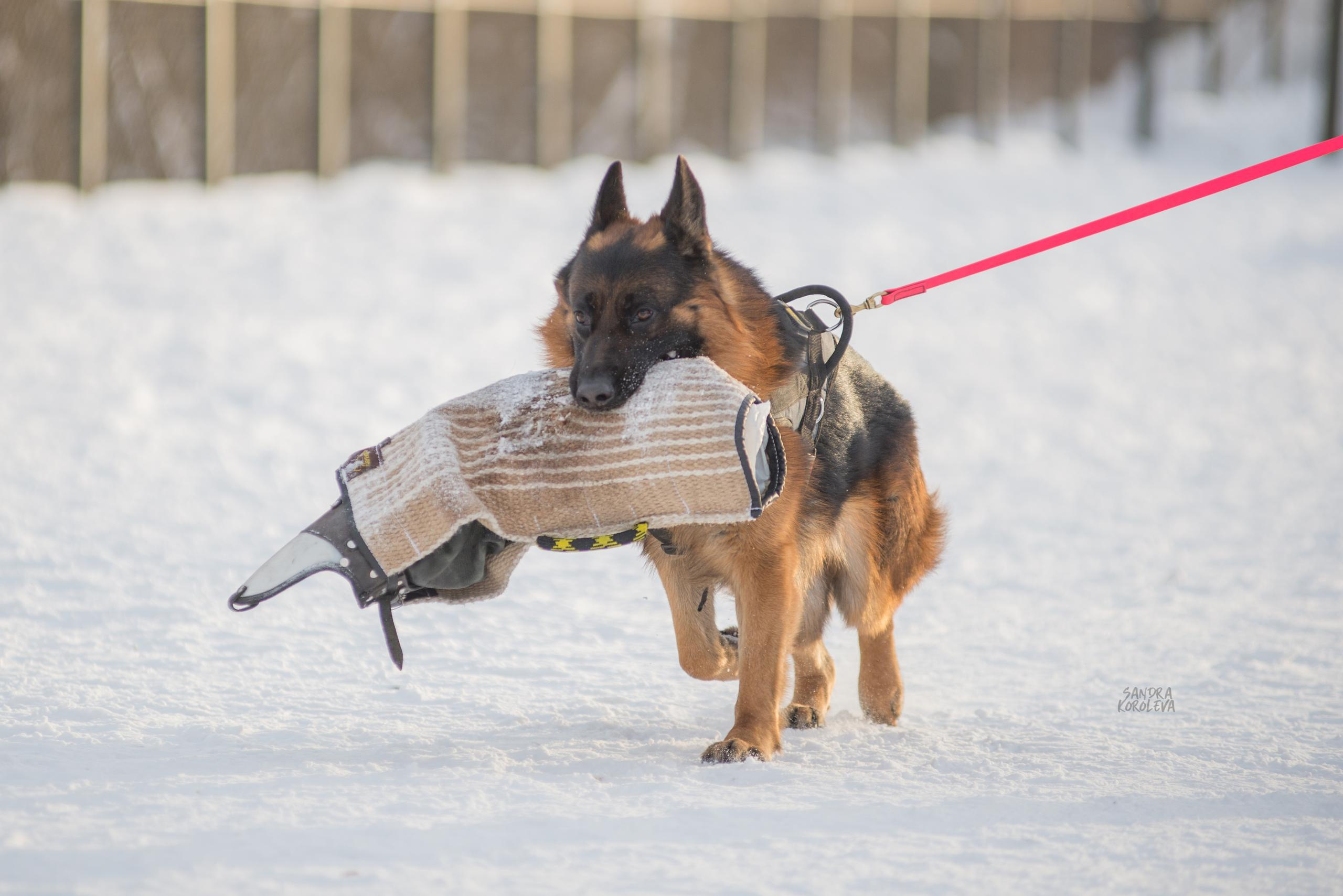 Тренинг с Сергеем Усковым 16-17.01.2021. Дог-фотограф в Тюмени Александра Королева