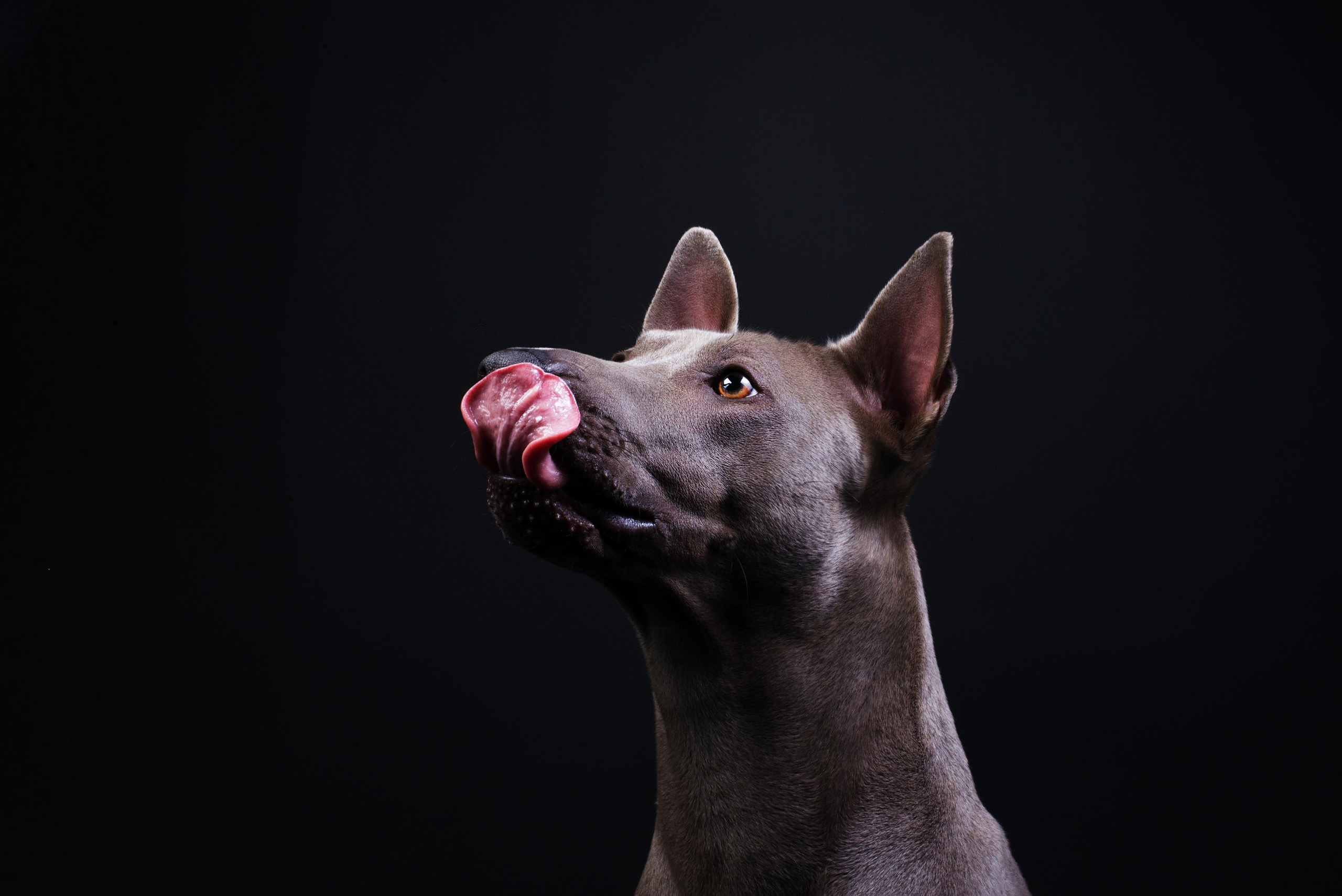 Black with dog. Дог-фотограф в Тюмени Александра Королева