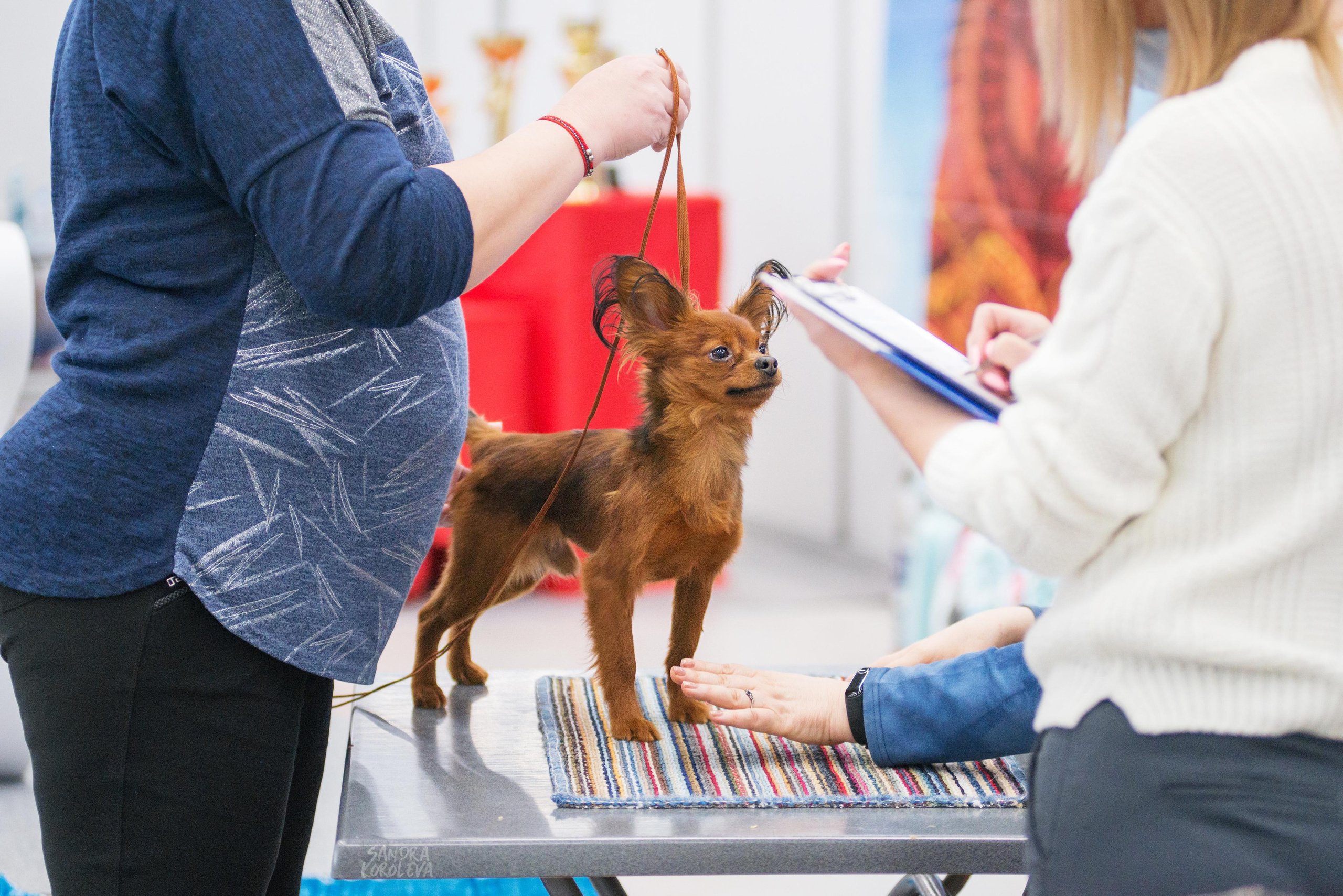 Выставка собак г. Тюмень 07.02.2020. Дог-фотограф в Тюмени Александра Королева