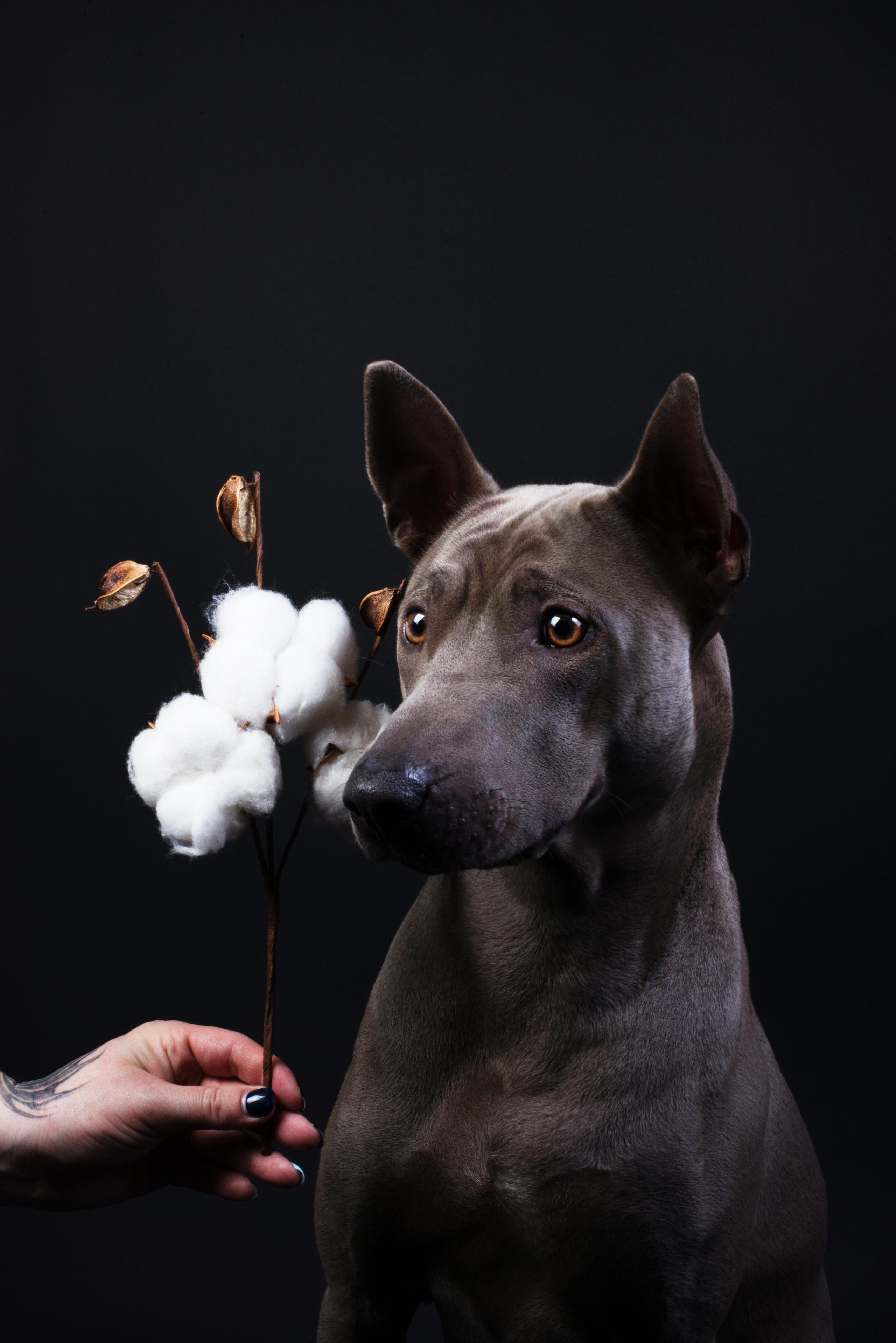 Black with dog. Дог-фотограф в Тюмени Александра Королева