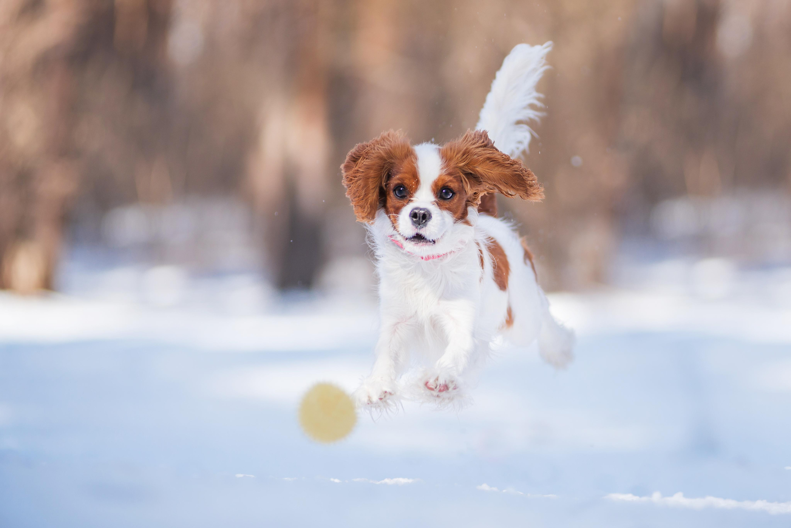 Весенний кавалер Лола. Дог-фотограф в Тюмени Александра Королева