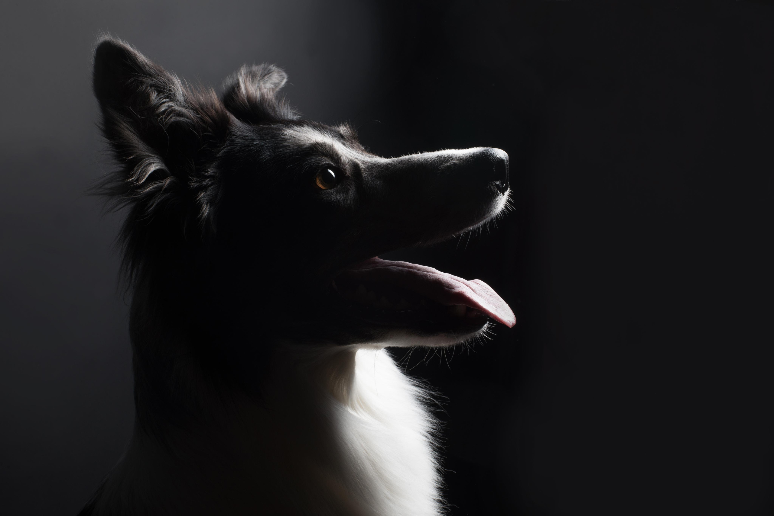 Black with dog. Дог-фотограф в Тюмени Александра Королева